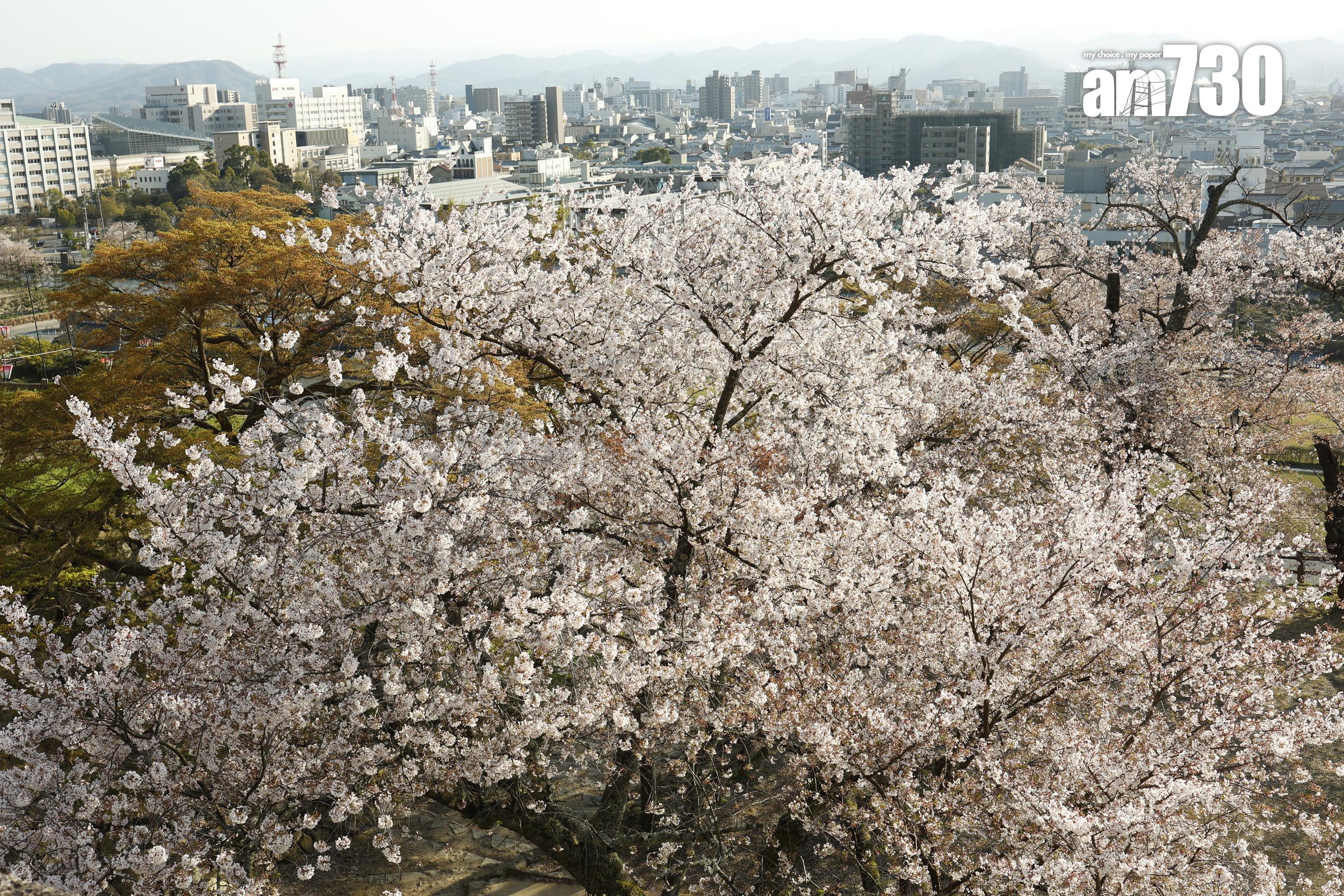 越走得高,櫻花開得越茂盛。