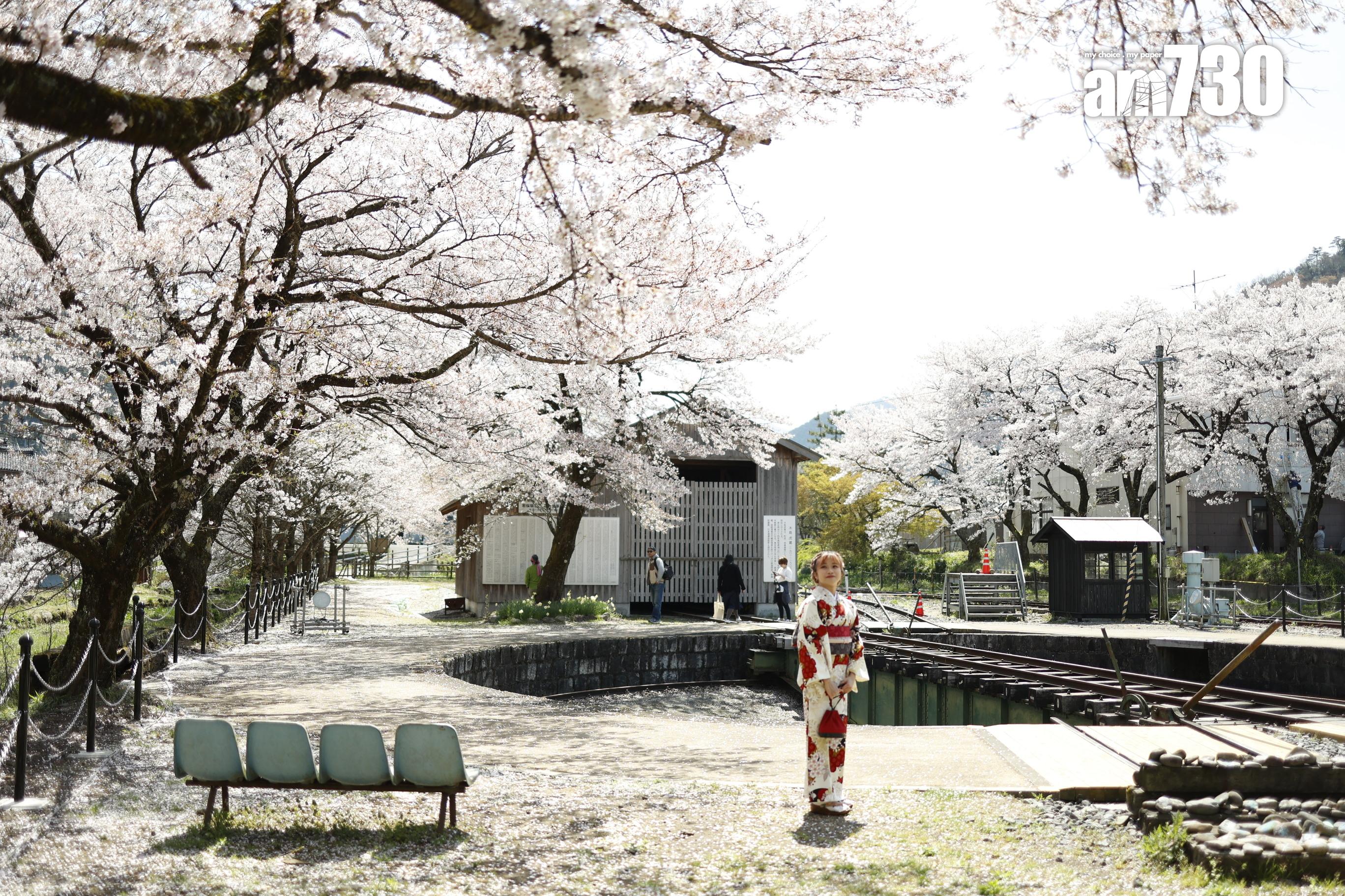 鐵道兩側及車站附近都種滿櫻花樹。
