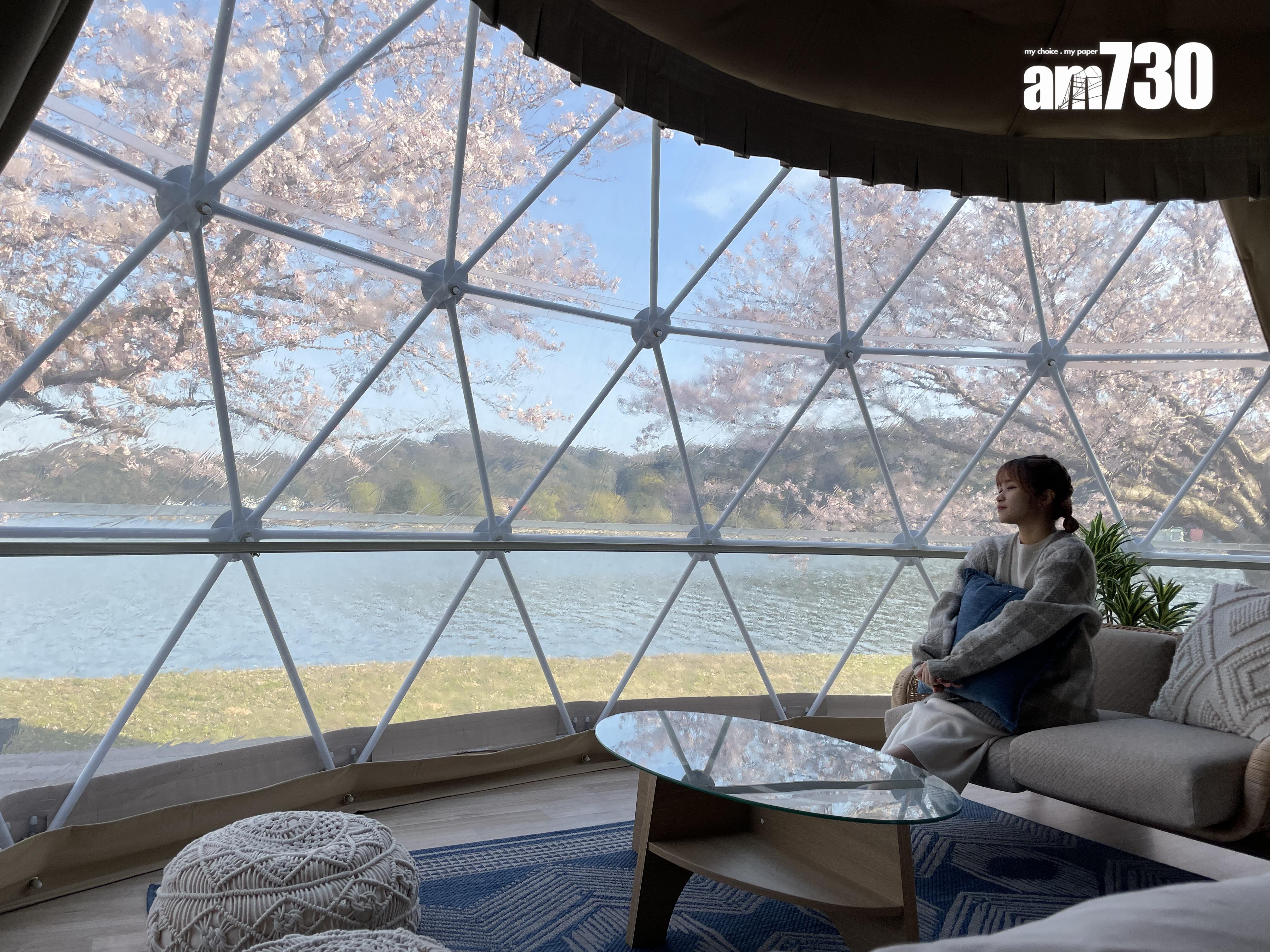 安在營內都可以與櫻花樹打卡。