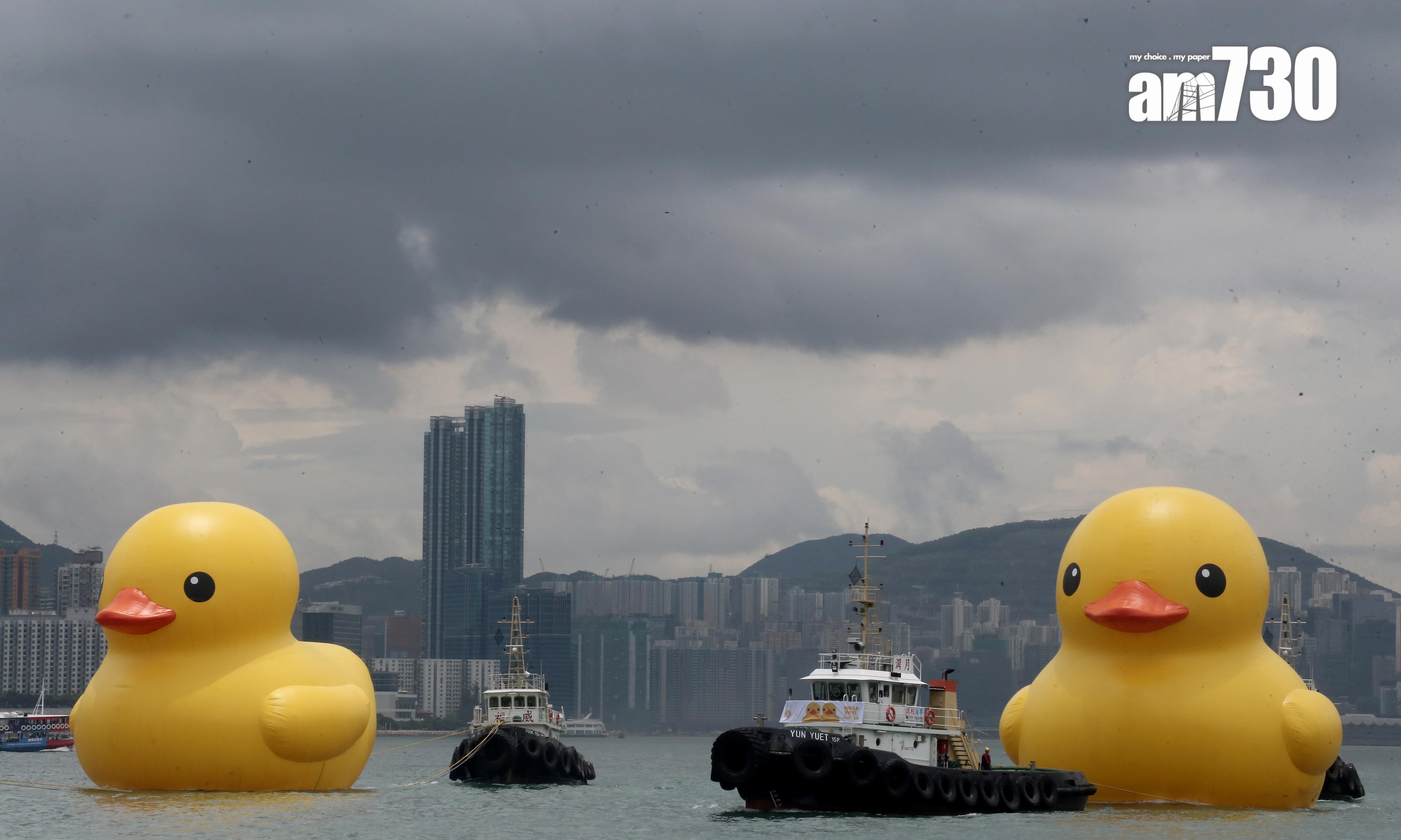 其中一隻橡皮鴨於父親節正日「出巡」,經銅鑼灣海面游過尖沙咀。(董立華攝)