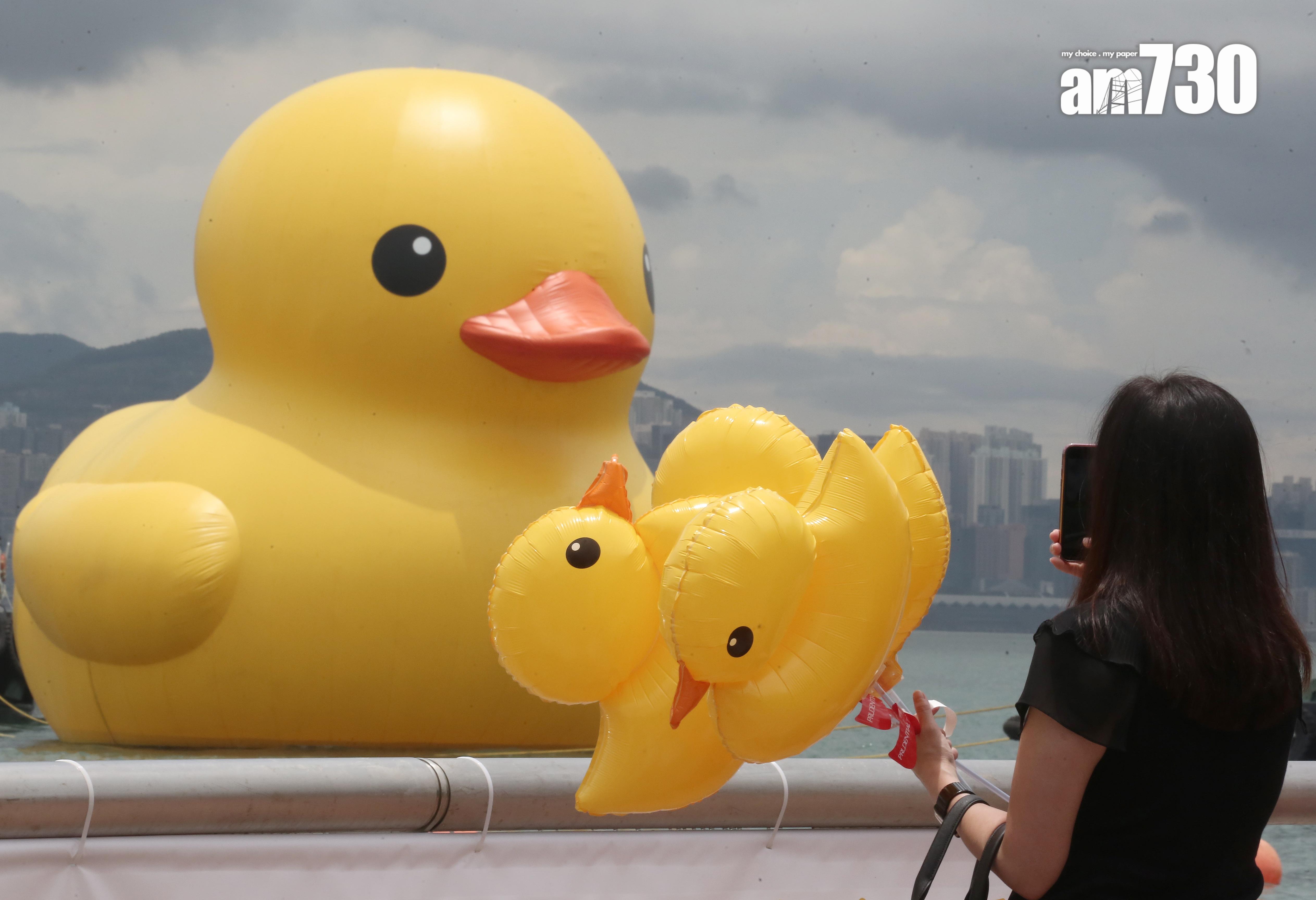 其中一隻橡皮鴨於父親節正日「出巡」,經銅鑼灣海面游過尖沙咀。(董立華攝)