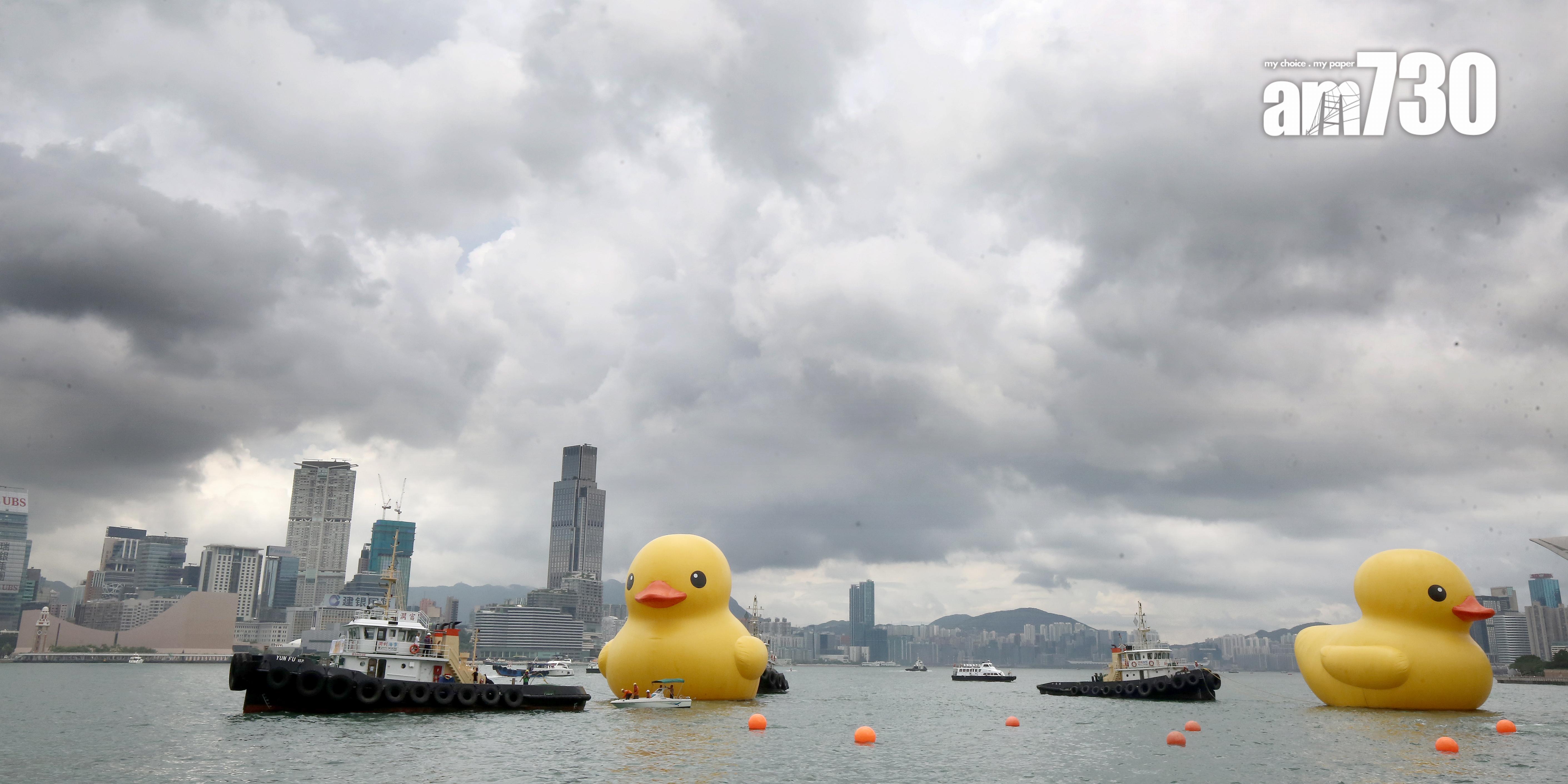 其中一隻橡皮鴨於父親節正日「出巡」,經銅鑼灣海面游過尖沙咀。(董立華攝)