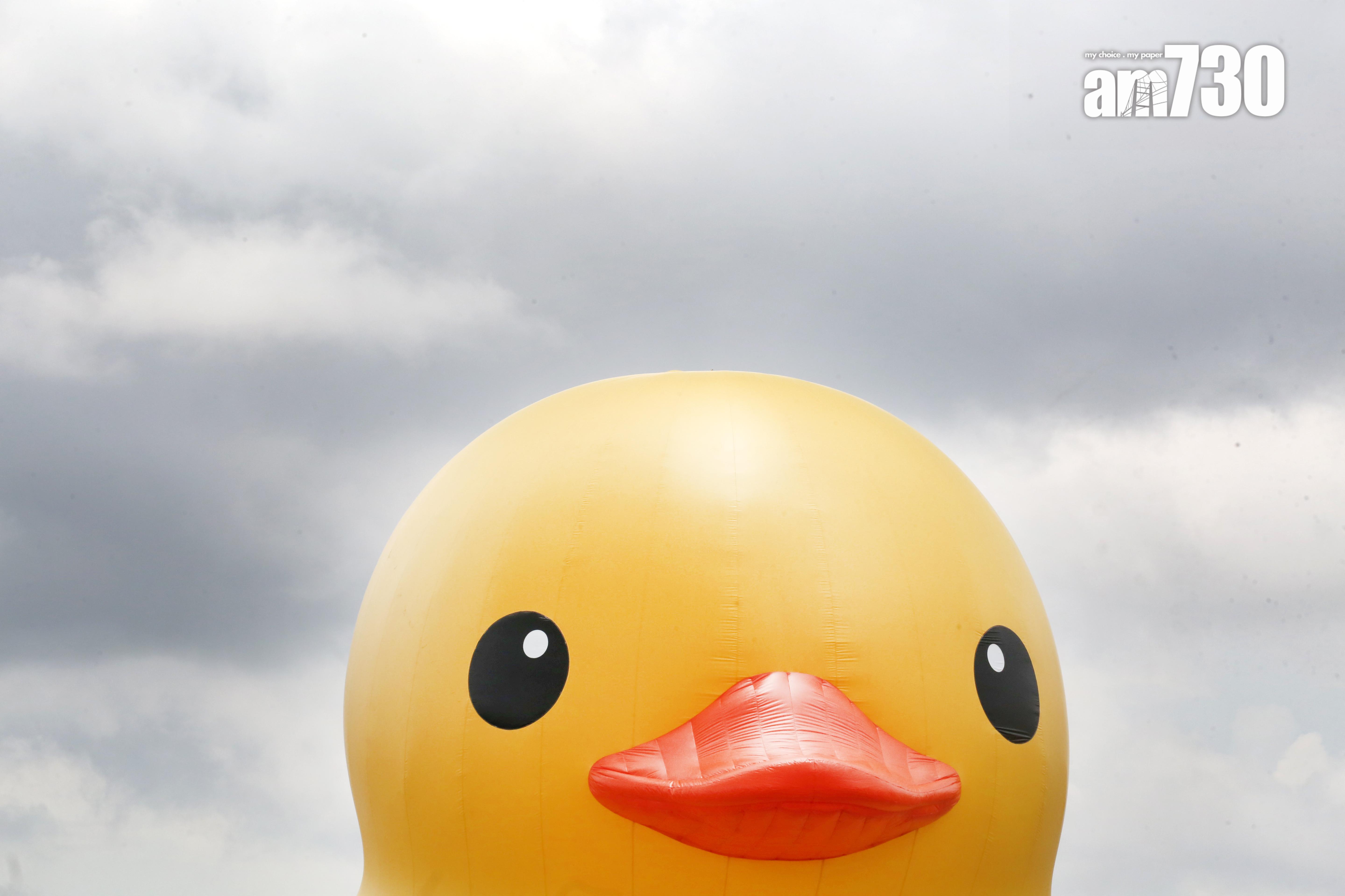 其中一隻橡皮鴨於父親節正日「出巡」,經銅鑼灣海面游過尖沙咀。(董立華攝)