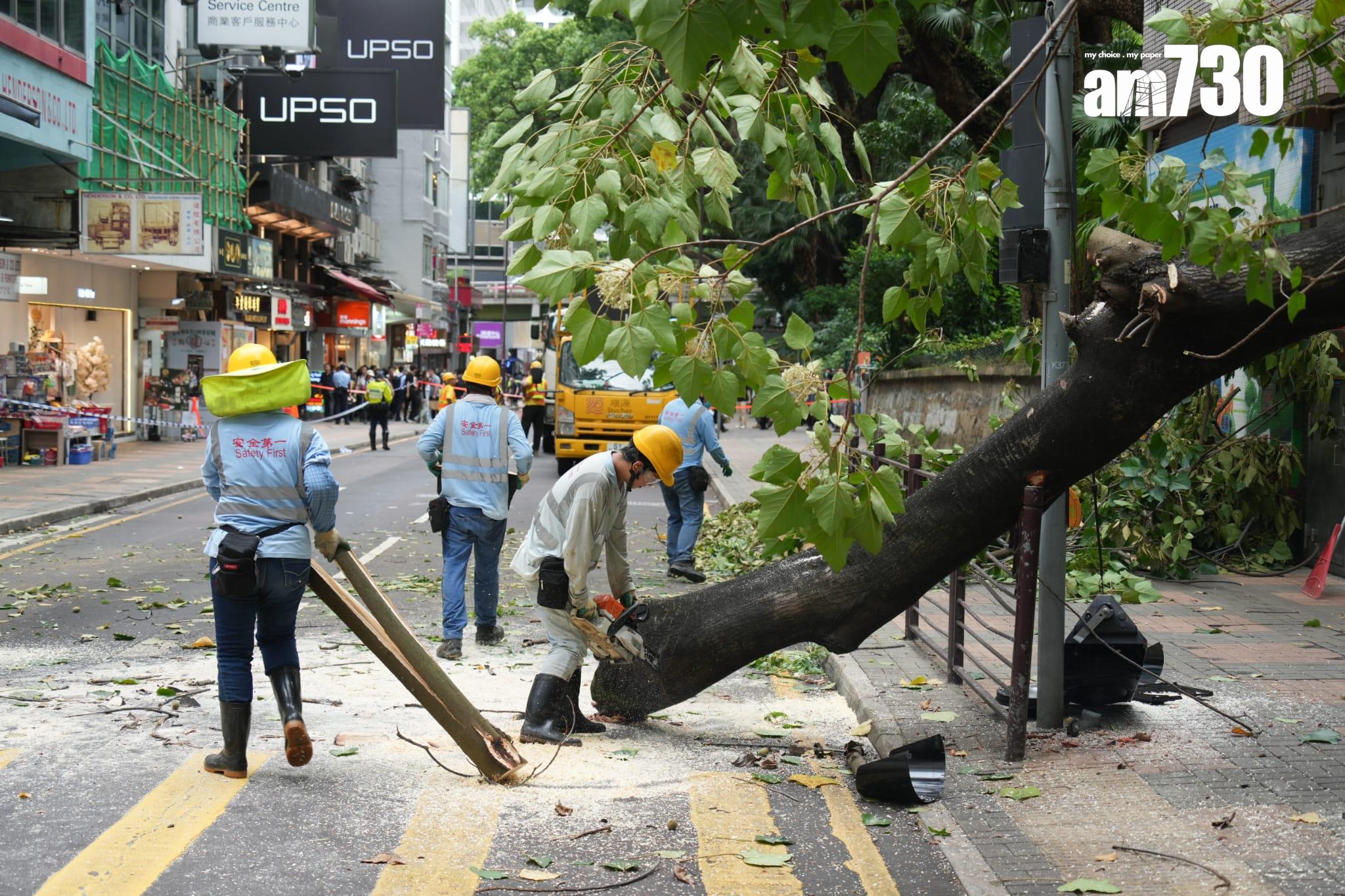 尖沙咀海防道大樹倒塌 壓中一輛途經賓利房車
