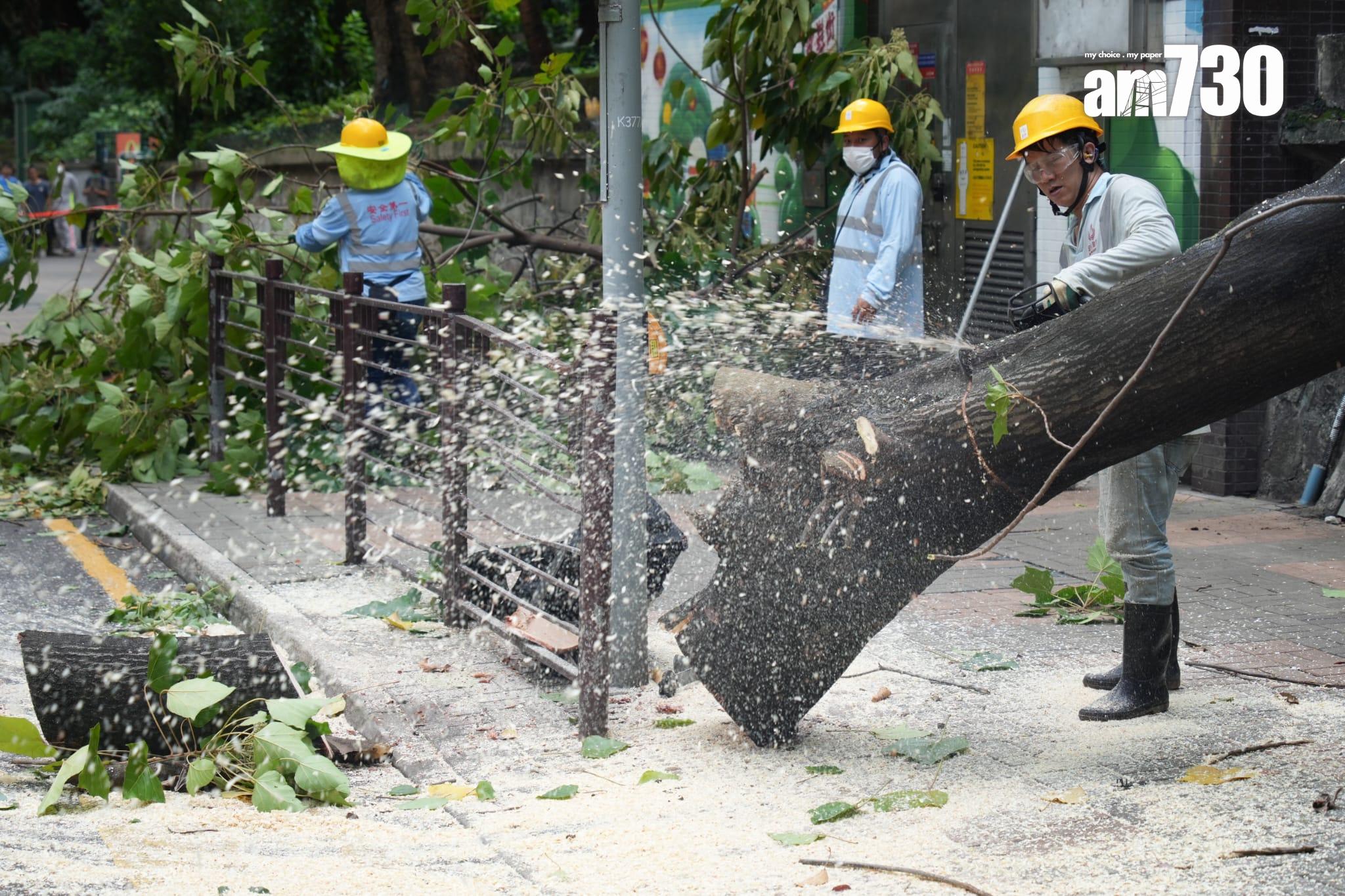 尖沙咀海防道大樹倒塌 壓中一輛途經賓利房車