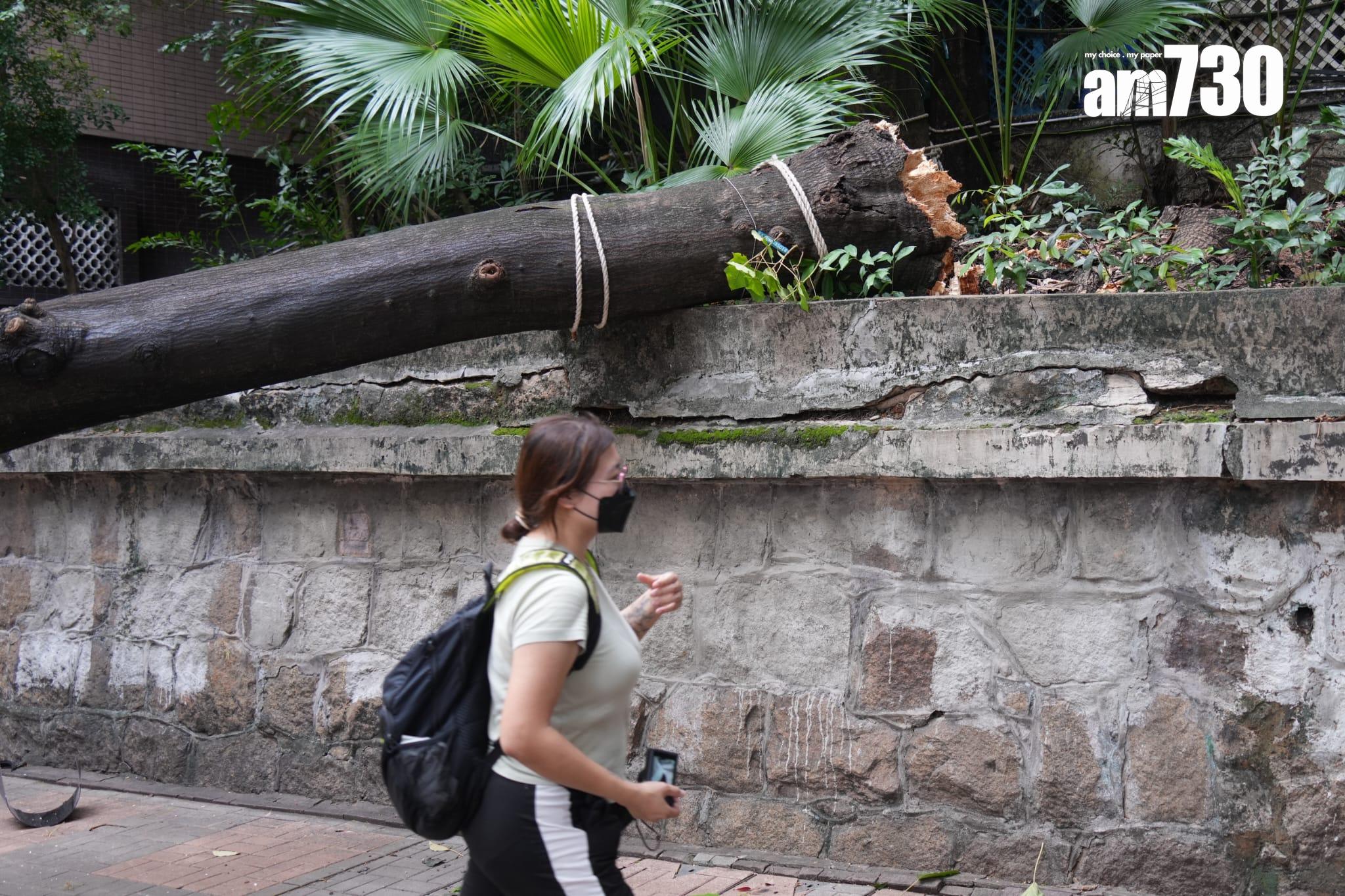 尖沙咀海防道大樹倒塌 壓中一輛途經賓利房車