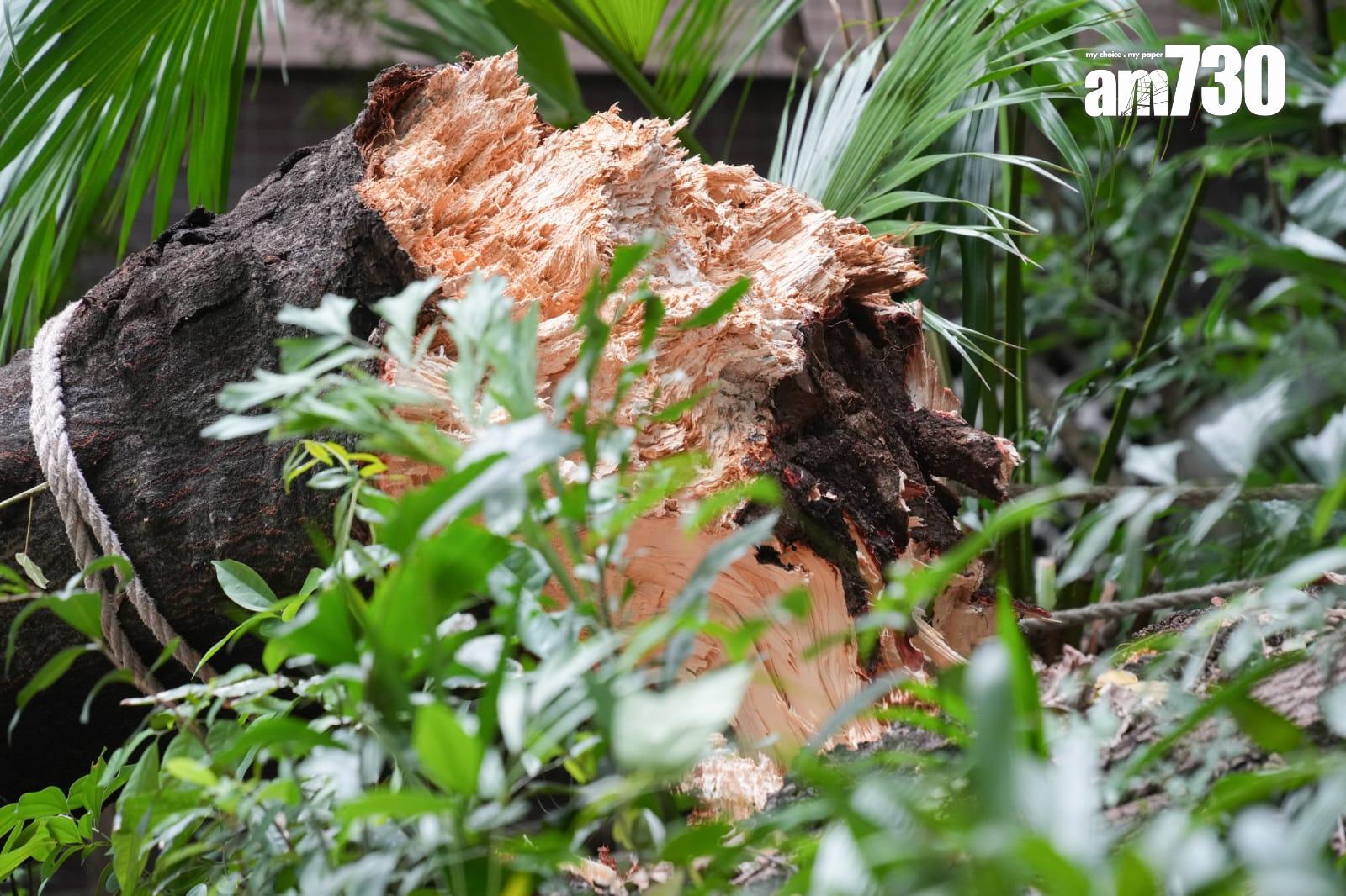 尖沙咀海防道大樹倒塌 壓中一輛途經賓利房車
