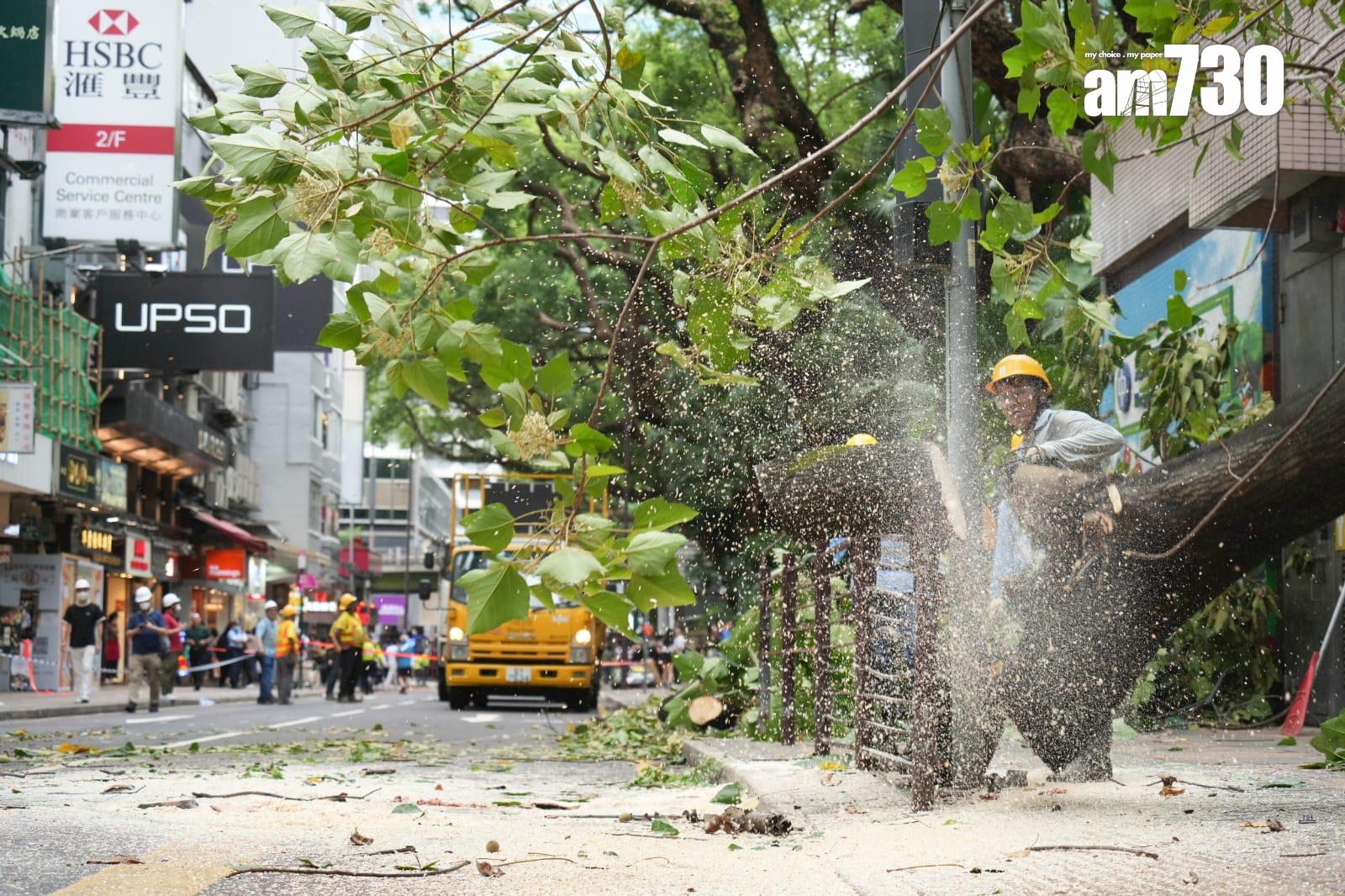 尖沙咀海防道大樹倒塌 壓中一輛途經賓利房車