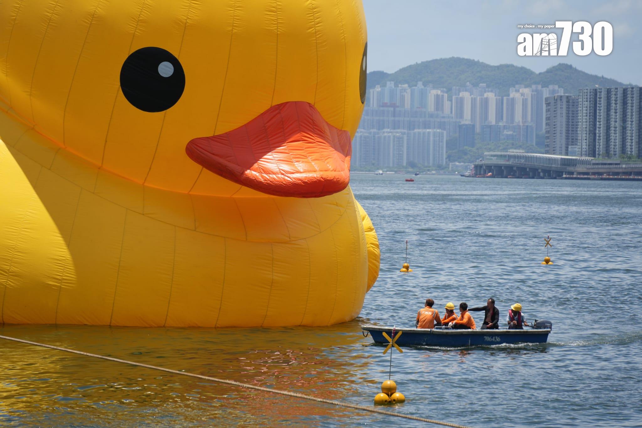黃鴨復活 橡皮鴨已重新充氣將再次展出 (李睿哲攝)