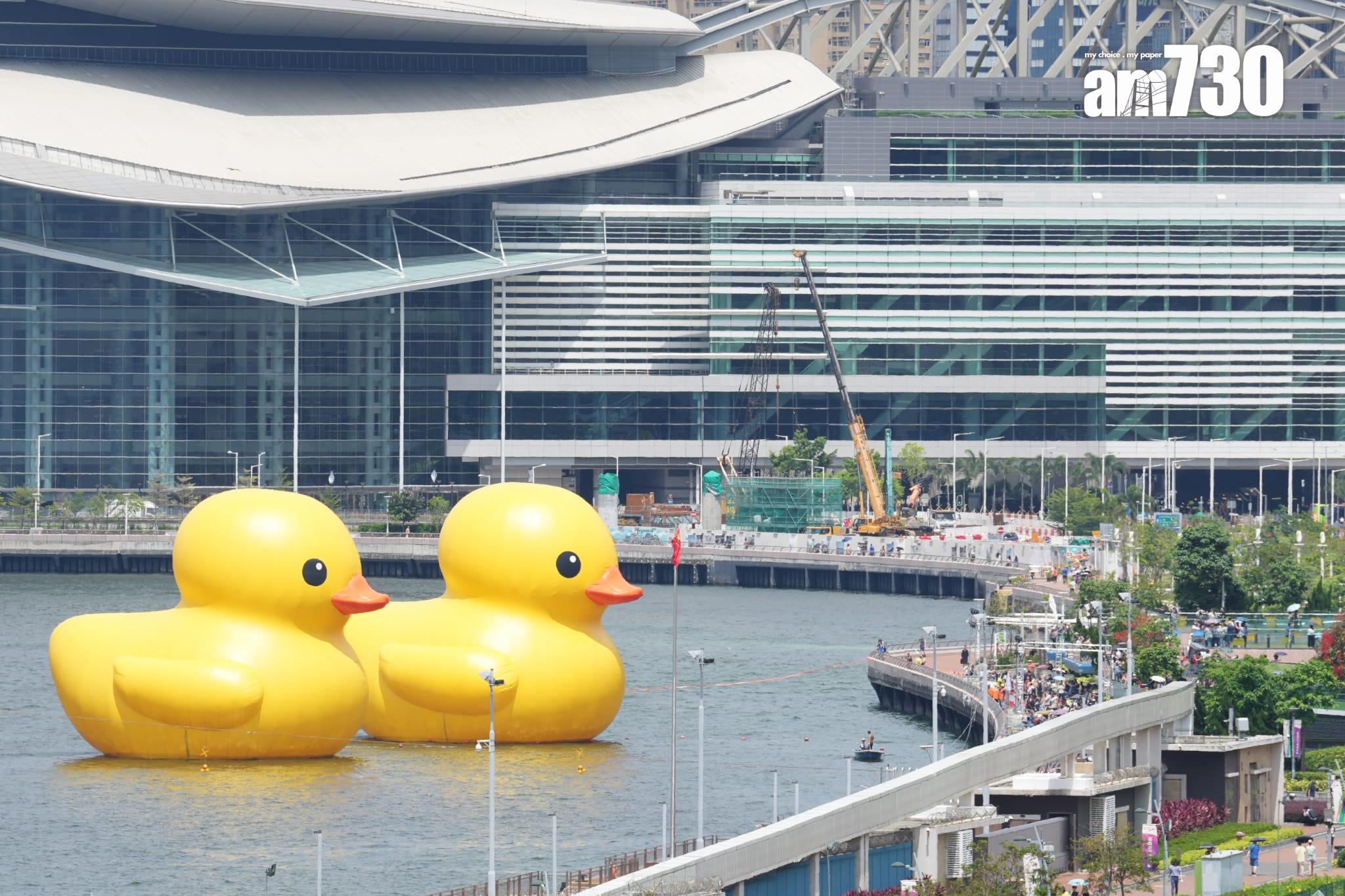 黃鴨復活 橡皮鴨已重新充氣再次展出 (陳奕釗攝)