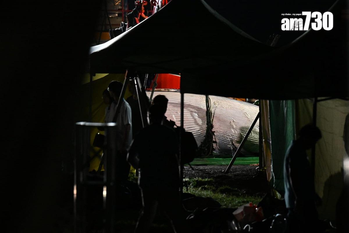 在西貢海域的鯨魚屍體被舁送至萬宜水庫西壩解剖。(陳奕釗攝)