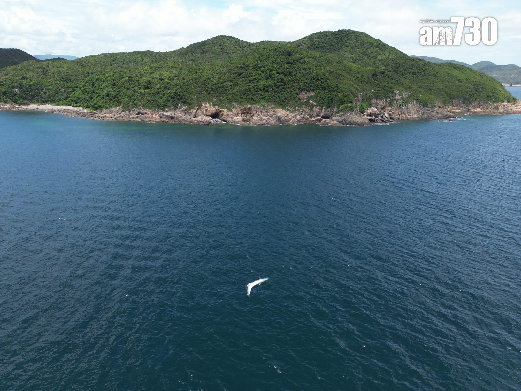 西貢鯨魚|西貢牛尾洲南面水域發現鯨魚屍體。