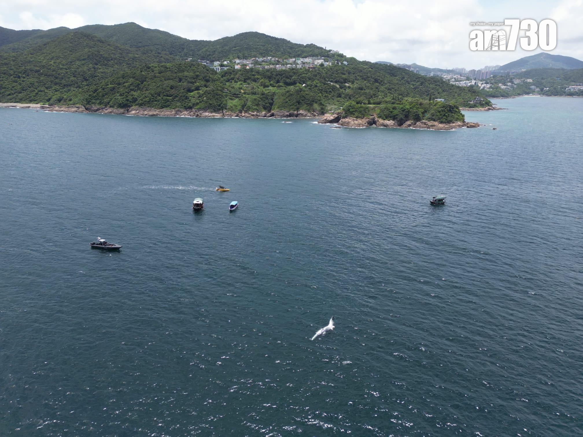 西貢鯨魚|西貢牛尾洲南面水域發現鯨魚屍體。