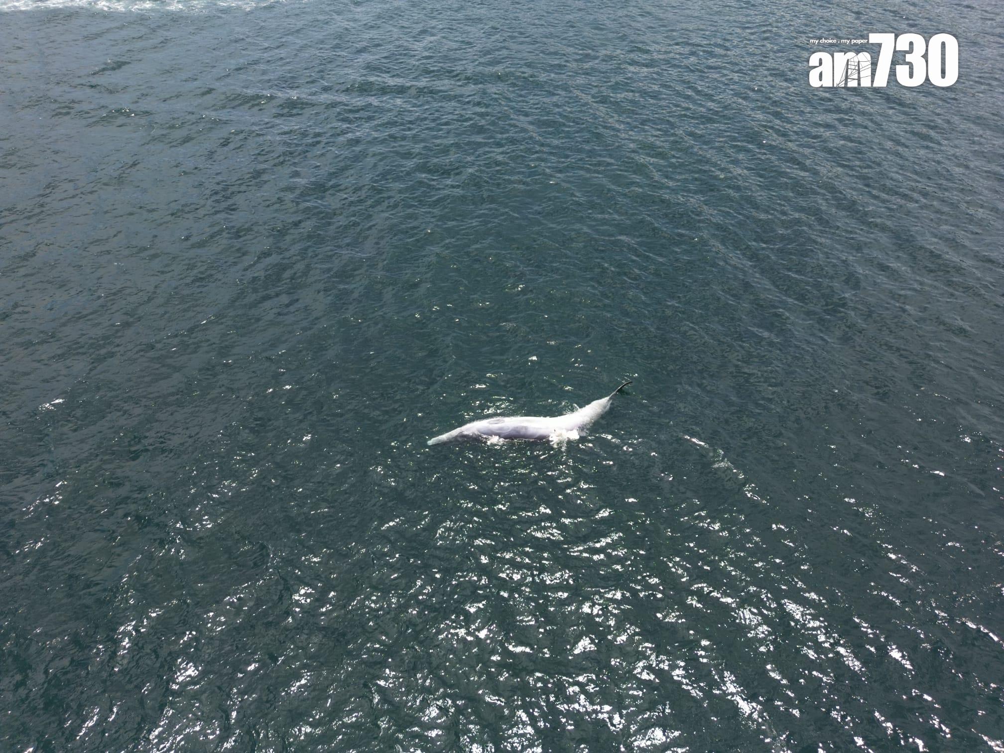 西貢鯨魚|西貢牛尾洲南面水域發現鯨魚屍體。