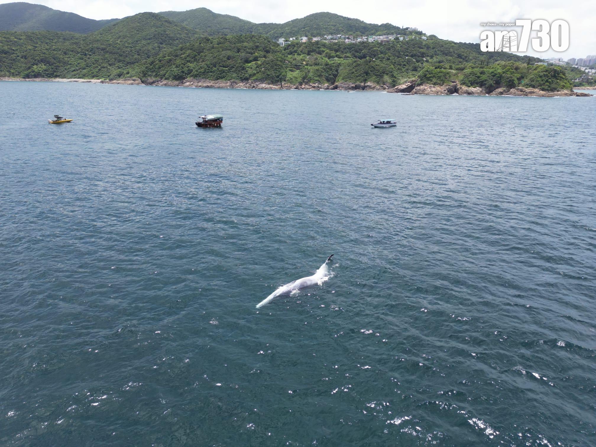 西貢鯨魚|西貢牛尾洲南面水域發現鯨魚屍體。
