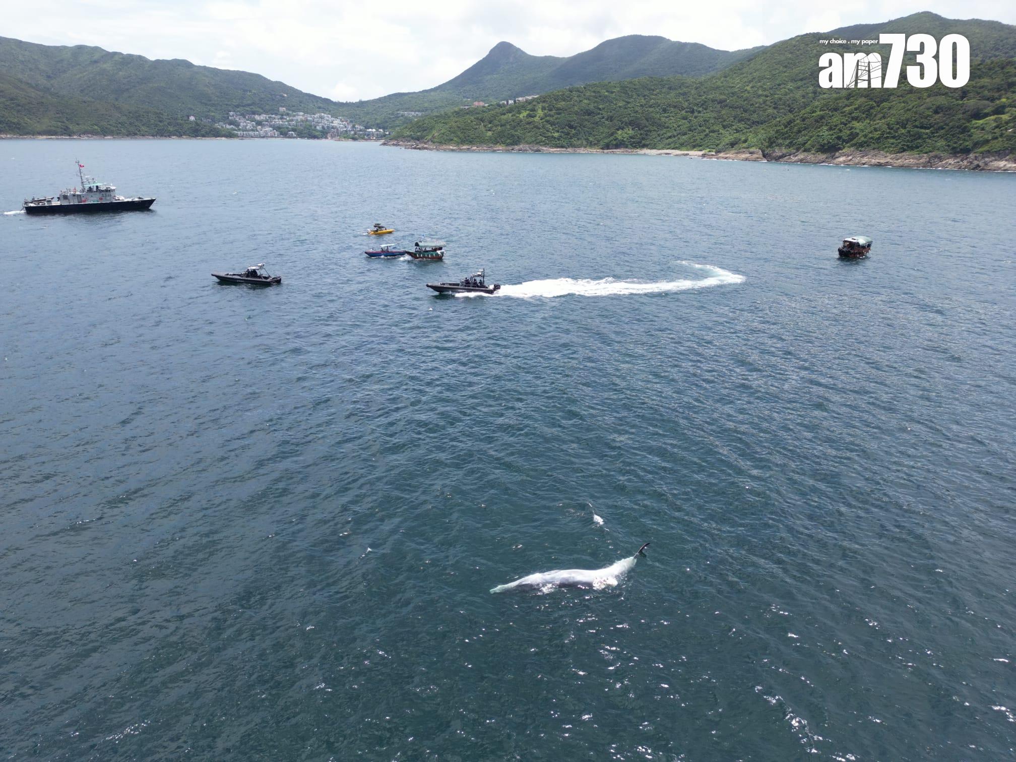 西貢鯨魚|西貢牛尾洲南面水域發現鯨魚屍體。