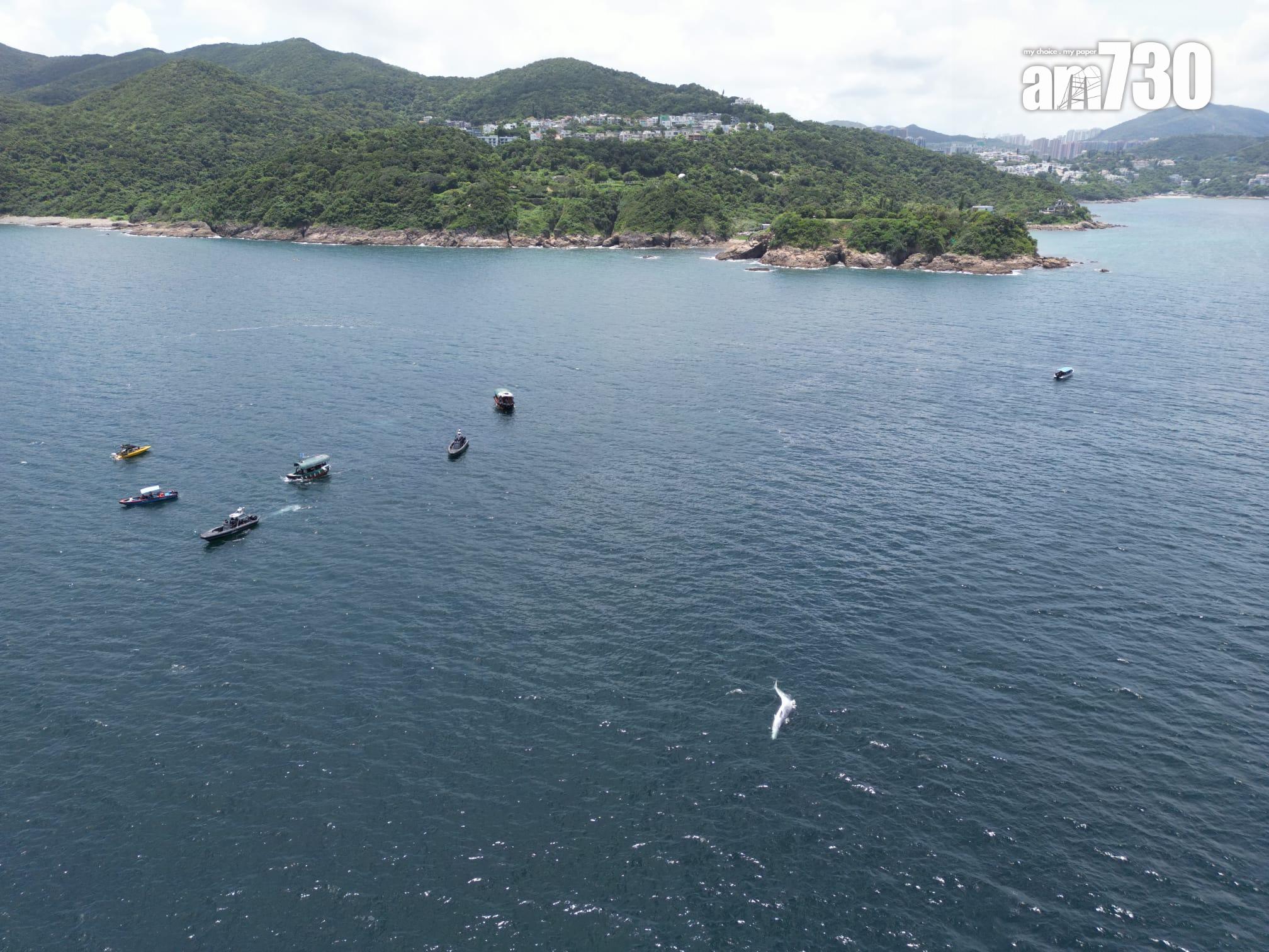 西貢鯨魚|西貢牛尾洲南面水域發現鯨魚屍體。