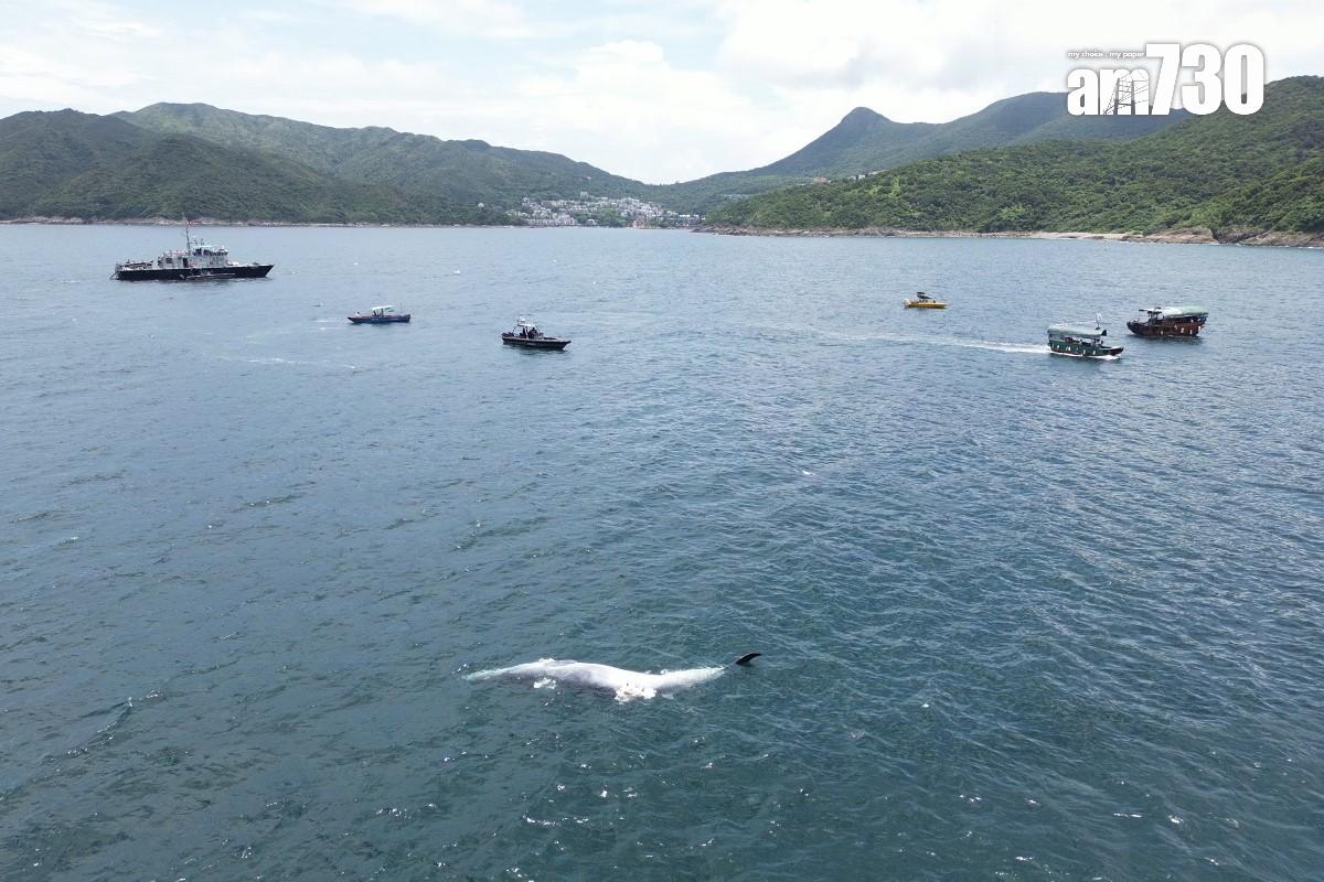 西貢海面今年7月曾出現一條布氏鯨的蹤影,惜不足半個月已被發現浮屍海面。(資料圖片)