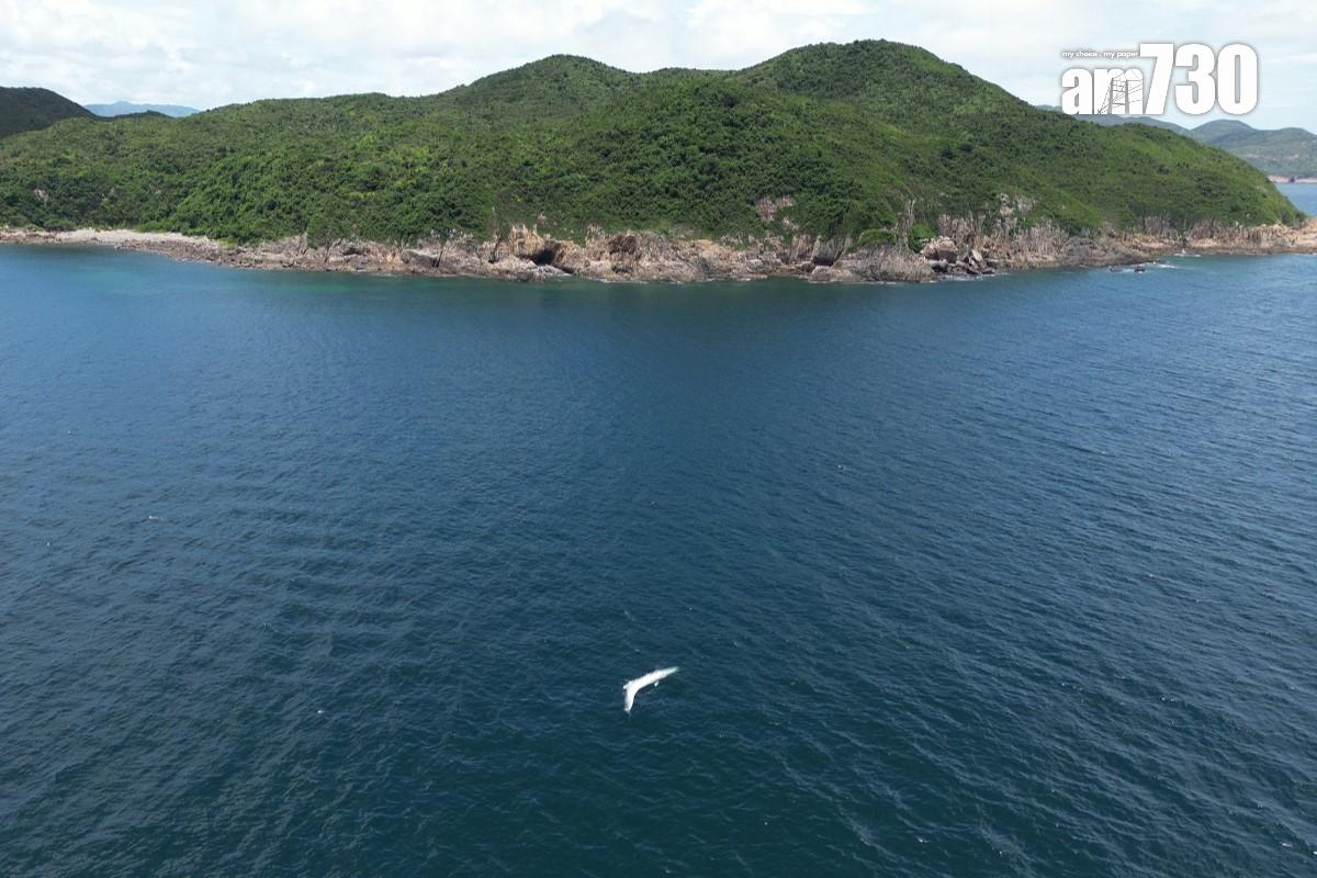 西貢海面今年7月曾出現一條布氏鯨的蹤影,惜不足半個月已被發現浮屍海面。(資料圖片)