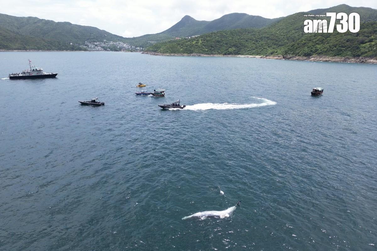 西貢海面今年7月曾出現一條布氏鯨的蹤影,惜不足半個月已被發現浮屍海面。(資料圖片)