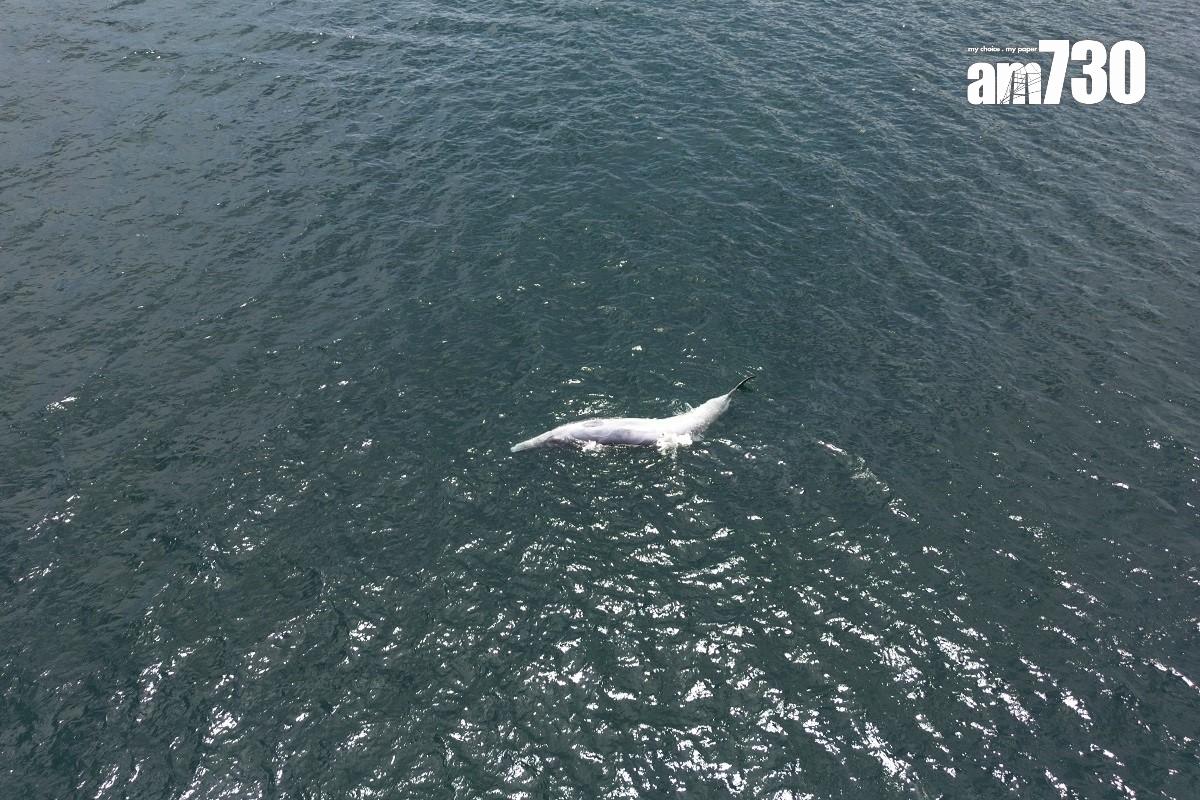 西貢海面今年7月曾出現一條布氏鯨的蹤影,惜不足半個月已被發現浮屍海面。(資料圖片)
