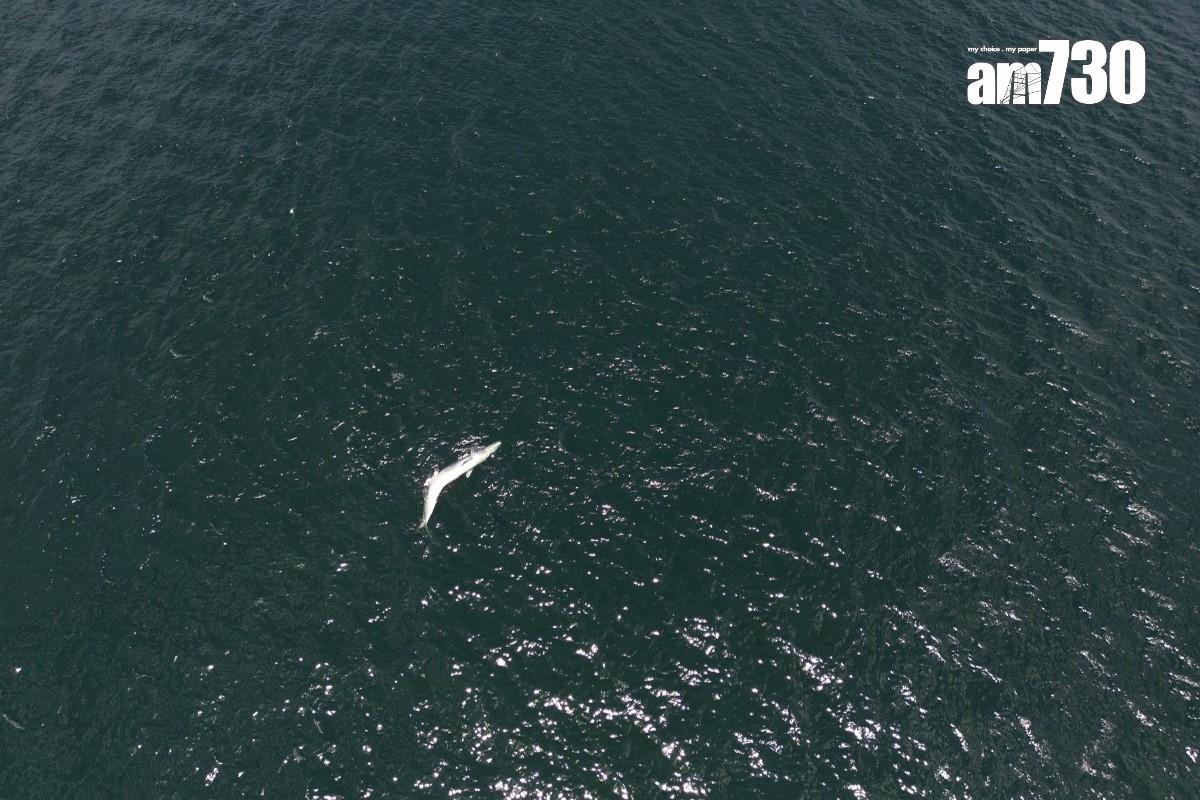 西貢海面今年7月曾出現一條布氏鯨的蹤影,惜不足半個月已被發現浮屍海面。(資料圖片)