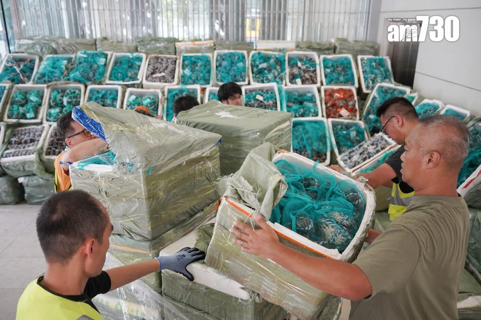 海關接連破獲大閘蟹走私案 業界指有制度漏洞難追查來貨走向(資料圖片/李睿哲攝)