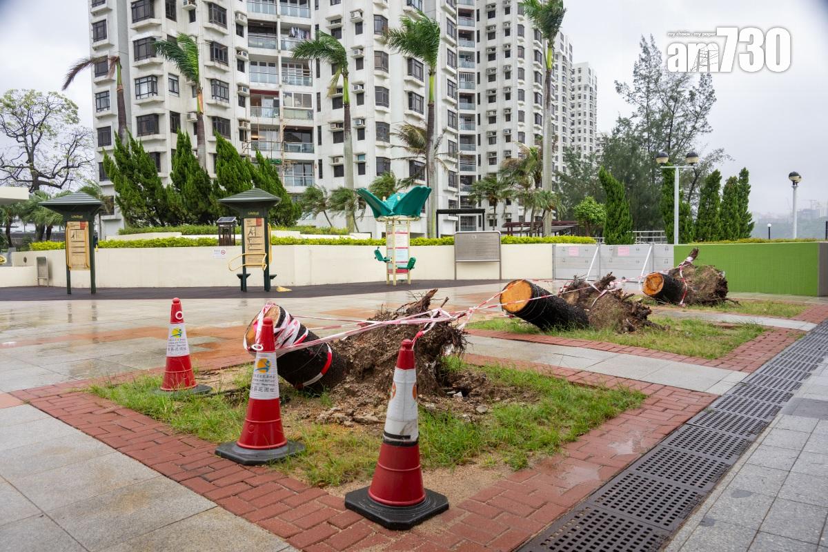 颱風小犬10月8日襲港期間杏花邨的情況。(資料圖片/陳奕釗攝)