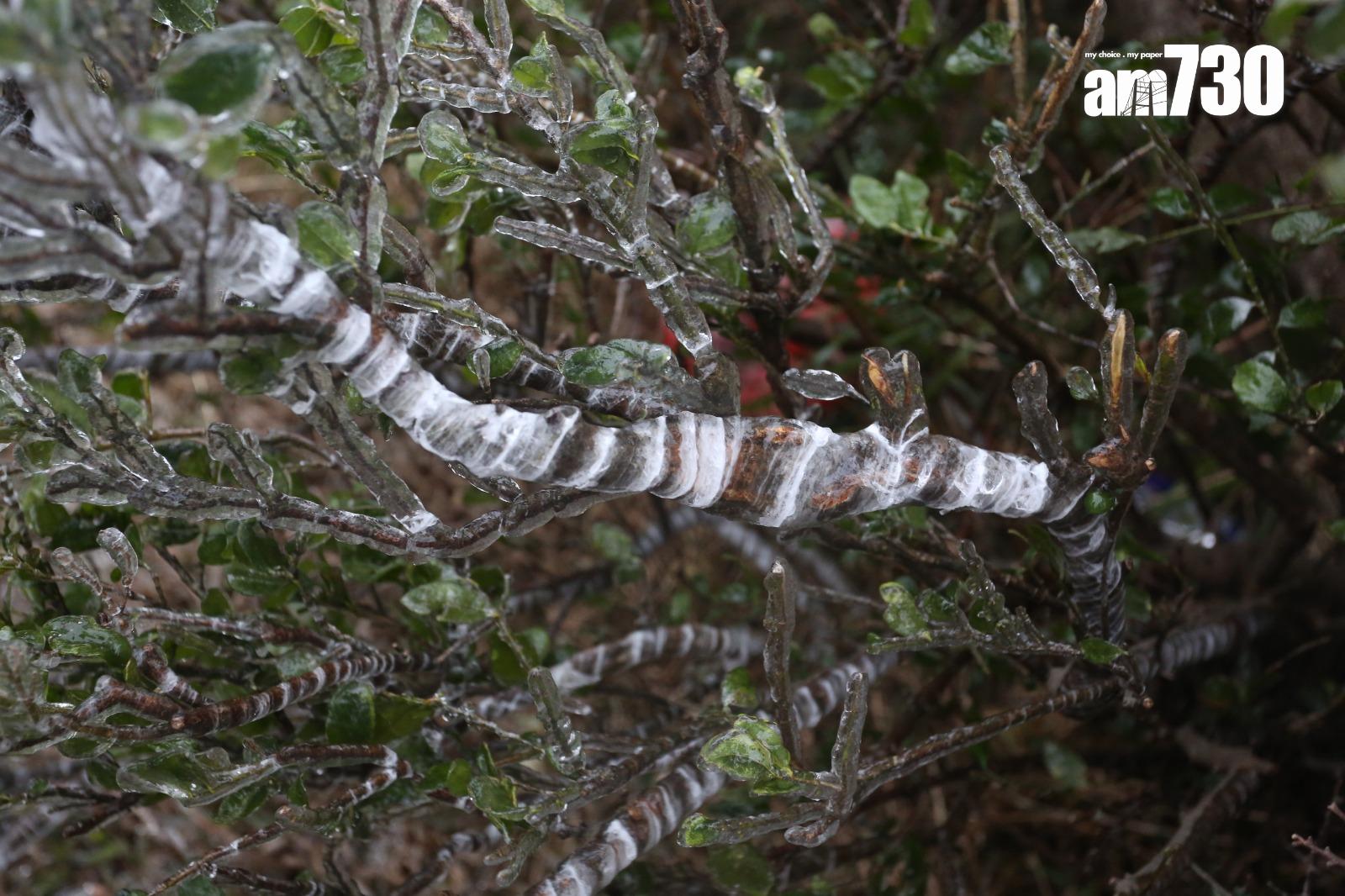 2016年寒潮|大帽山最低溫度零下6度 結霜冰封逾百人受傷(資料圖片/鍾式明攝)