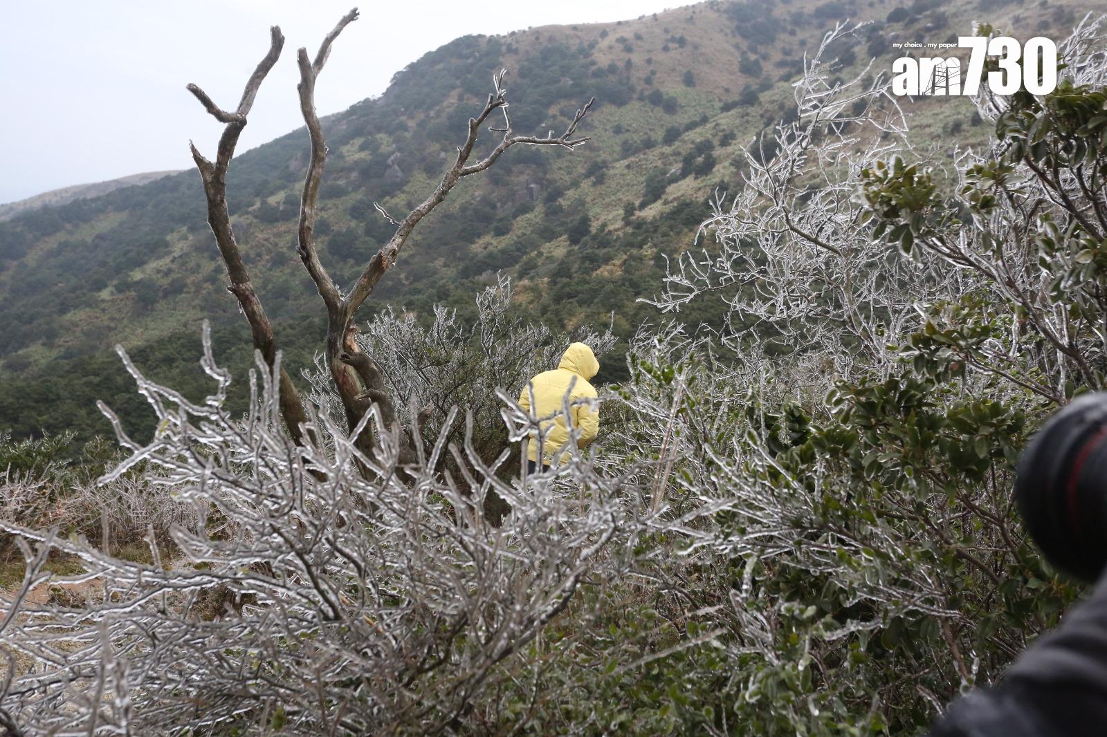 2016年寒潮|大帽山最低溫度零下6度 結霜冰封逾百人受傷(資料圖片/鍾式明攝)