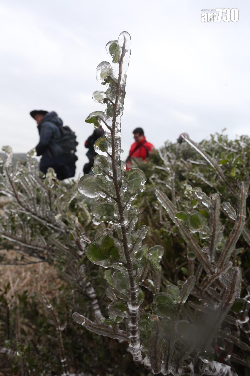 2016年寒潮|大帽山最低溫度零下6度 結霜冰封逾百人受傷(資料圖片/鍾式明攝)
