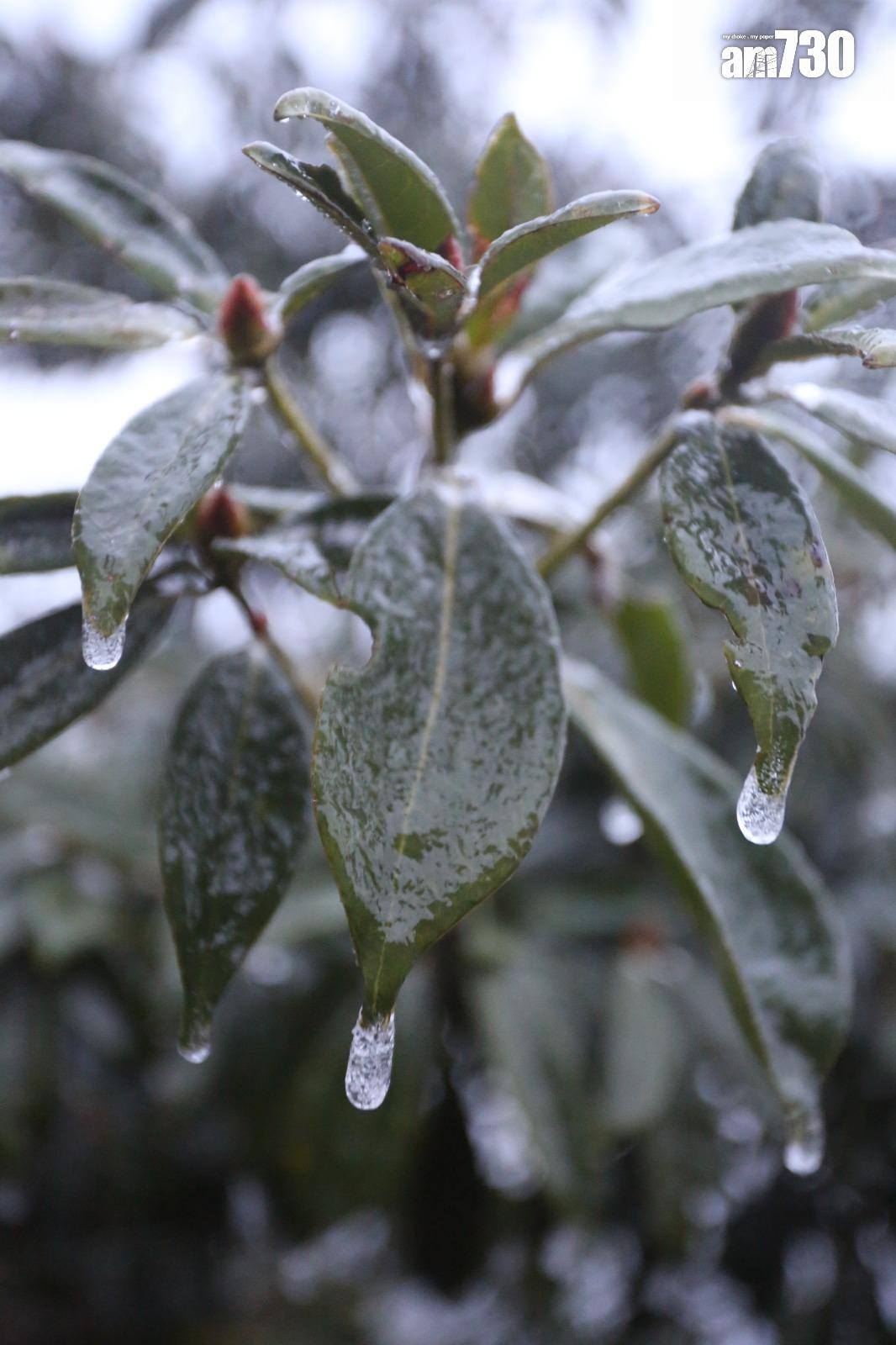 2016年寒潮|大帽山最低溫度零下6度 結霜冰封逾百人受傷(資料圖片/鍾式明攝)