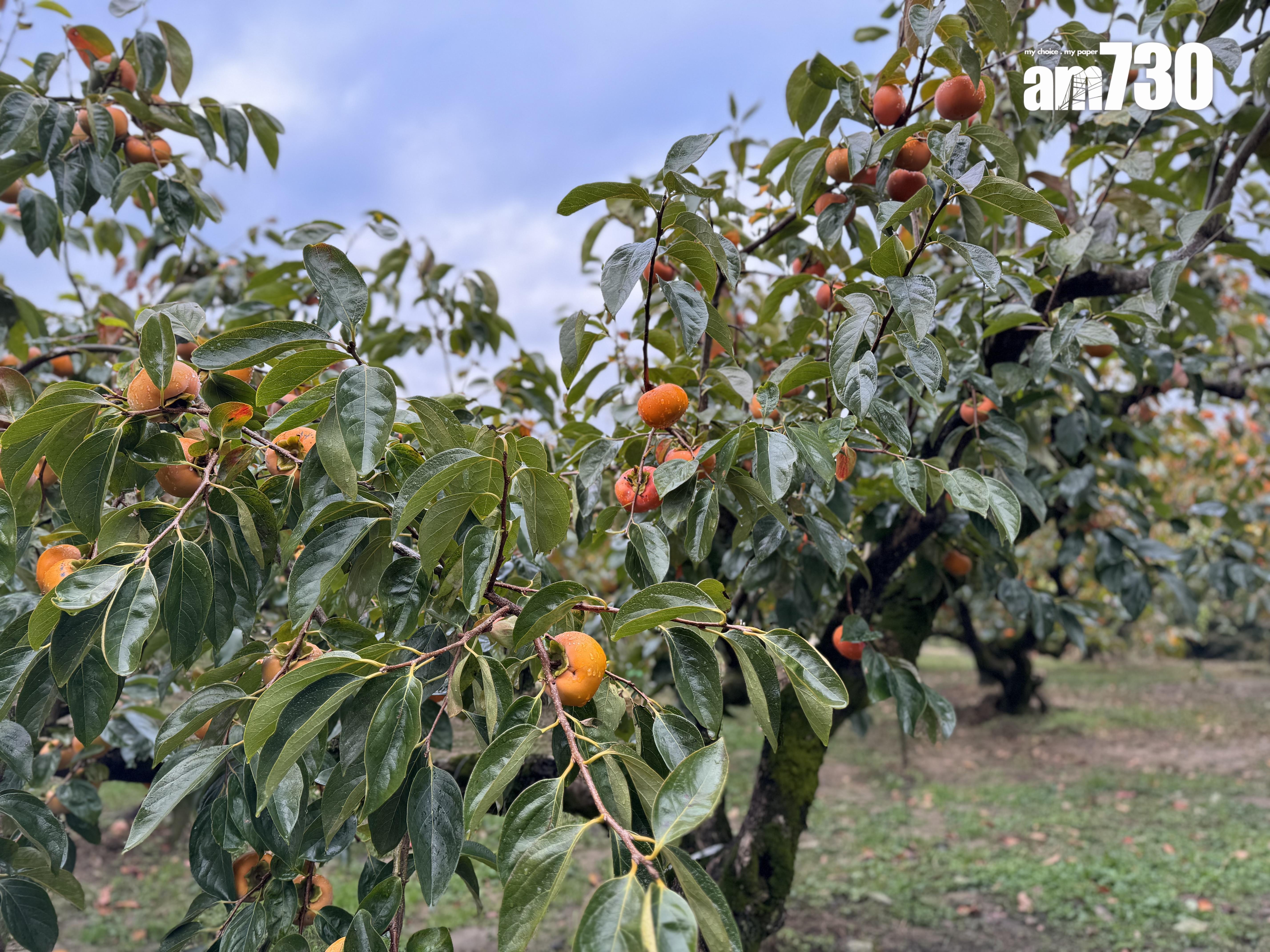 大家可以隨意摘取柿子。