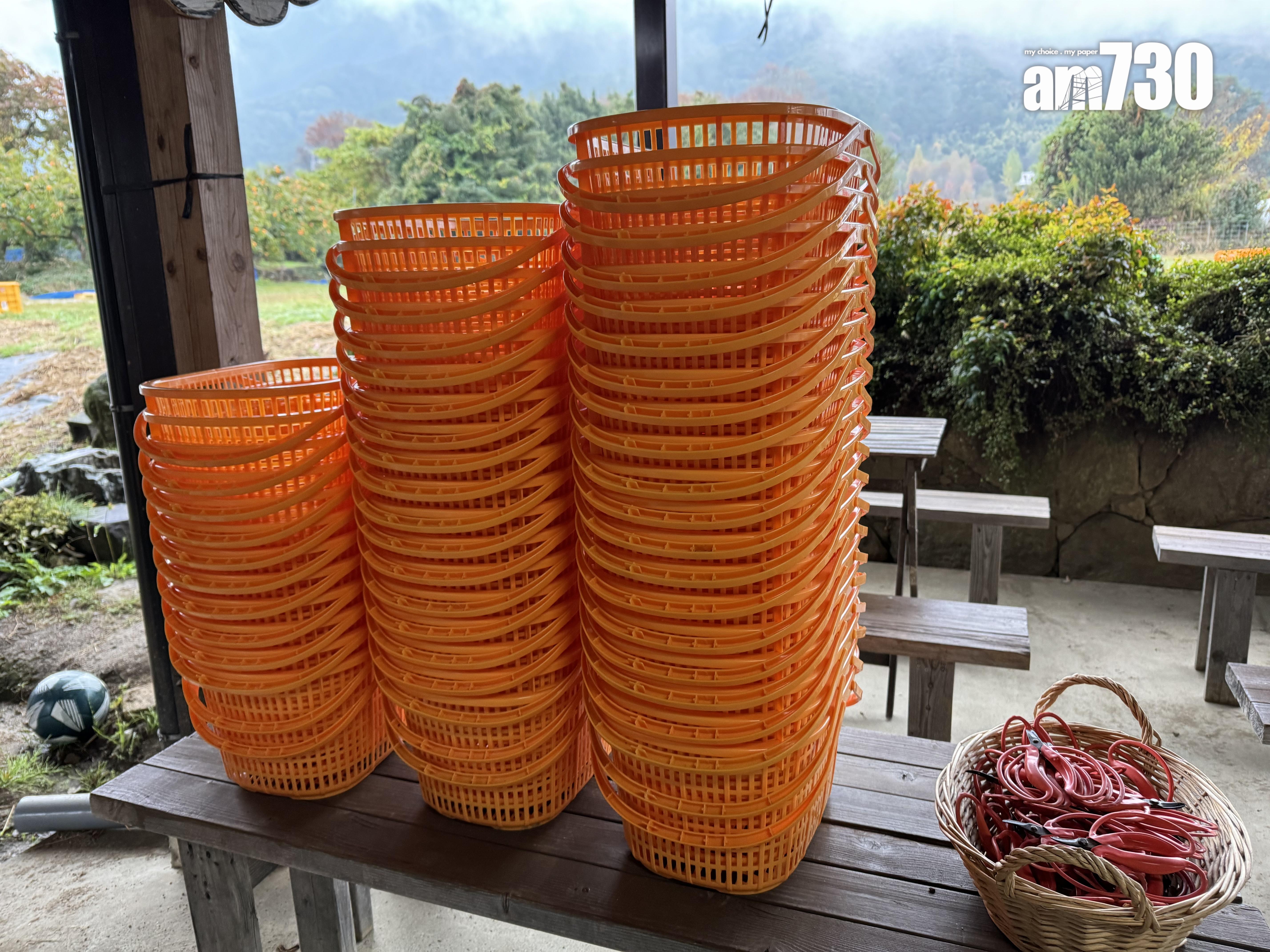 果園提供剪刀及籃子。