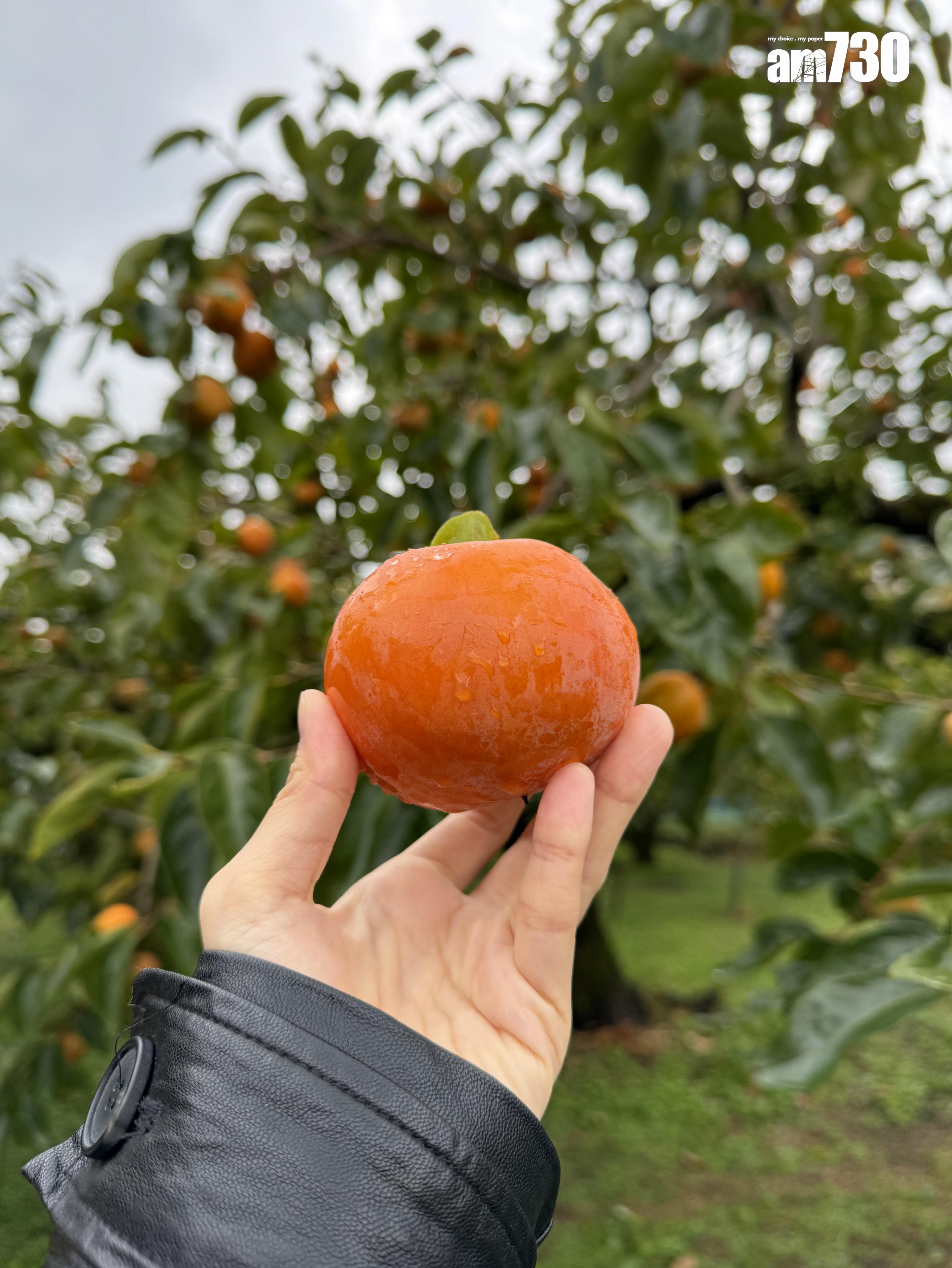 當造的富有柿足足有拳頭般大。