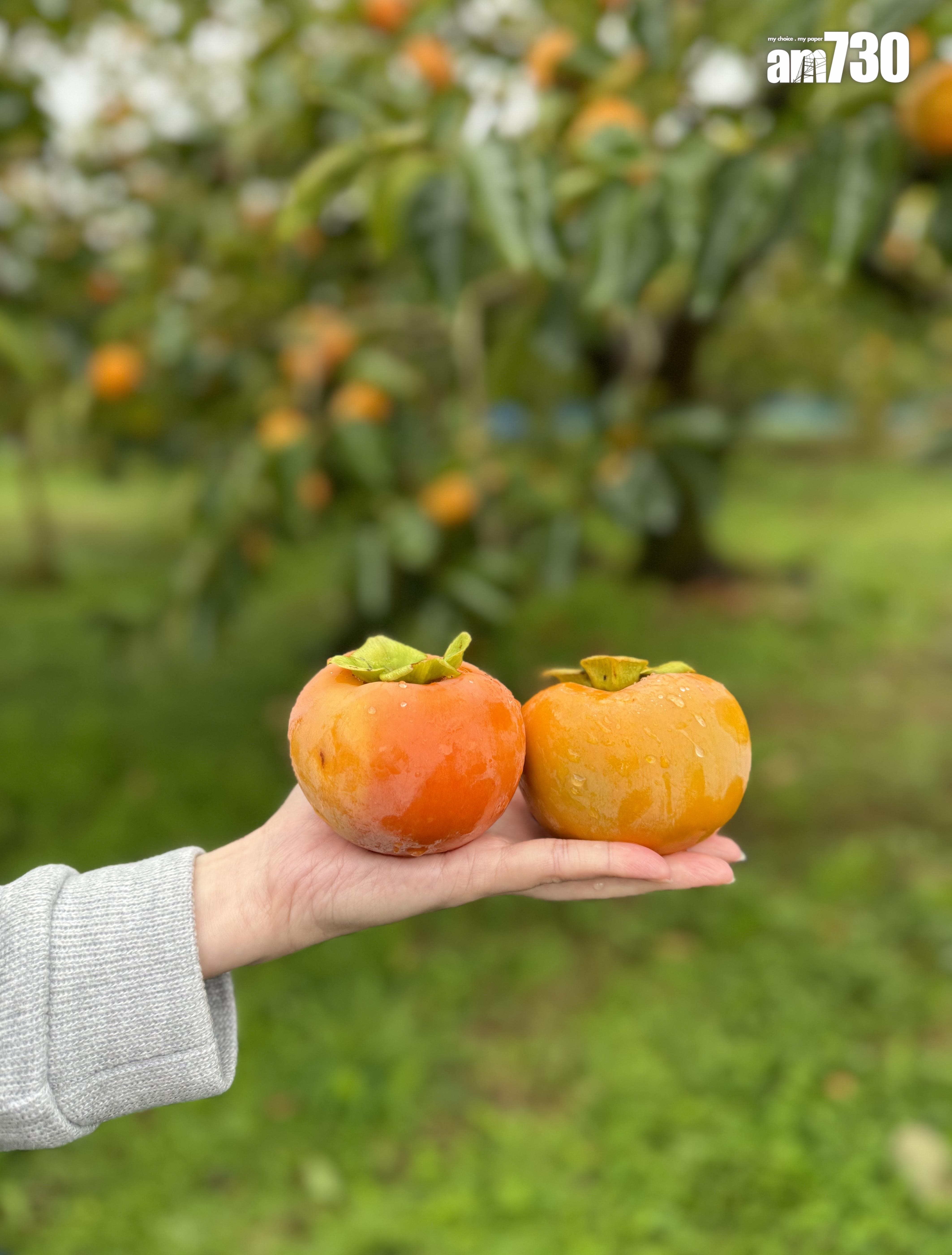 當造的富有柿足足有拳頭般大。