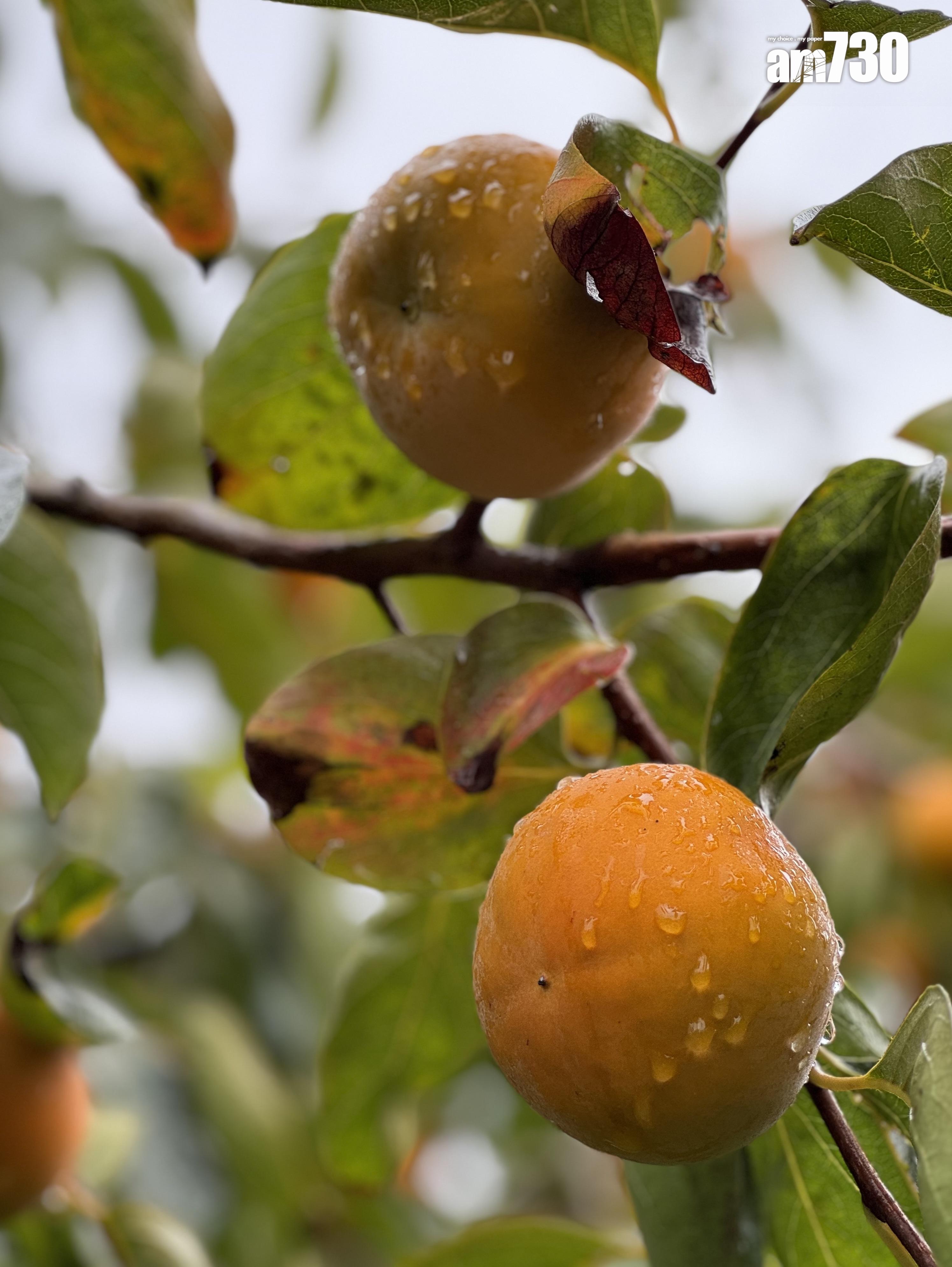 大家可以隨意摘取柿子。