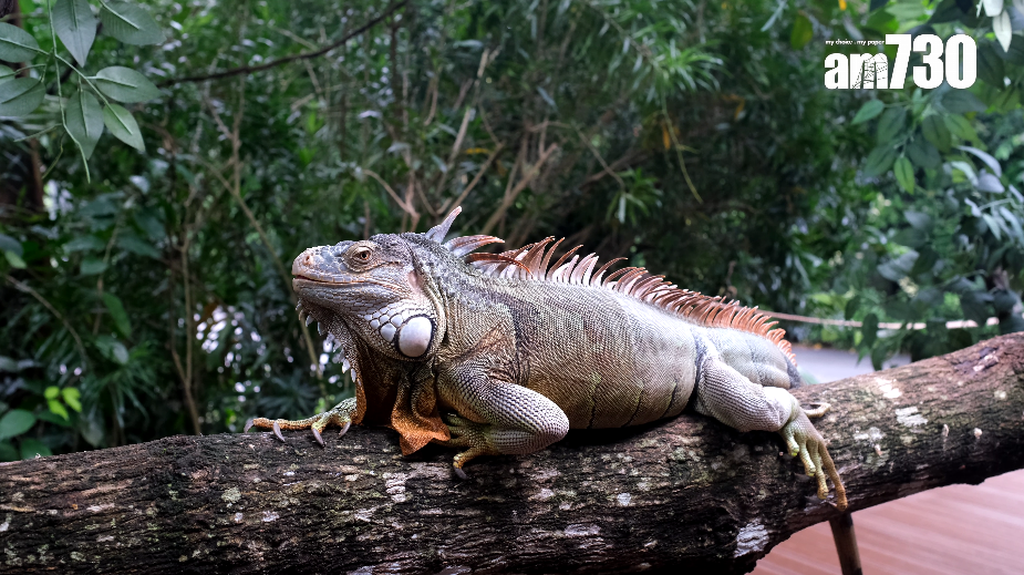 阿明餐廳「野趣早餐」