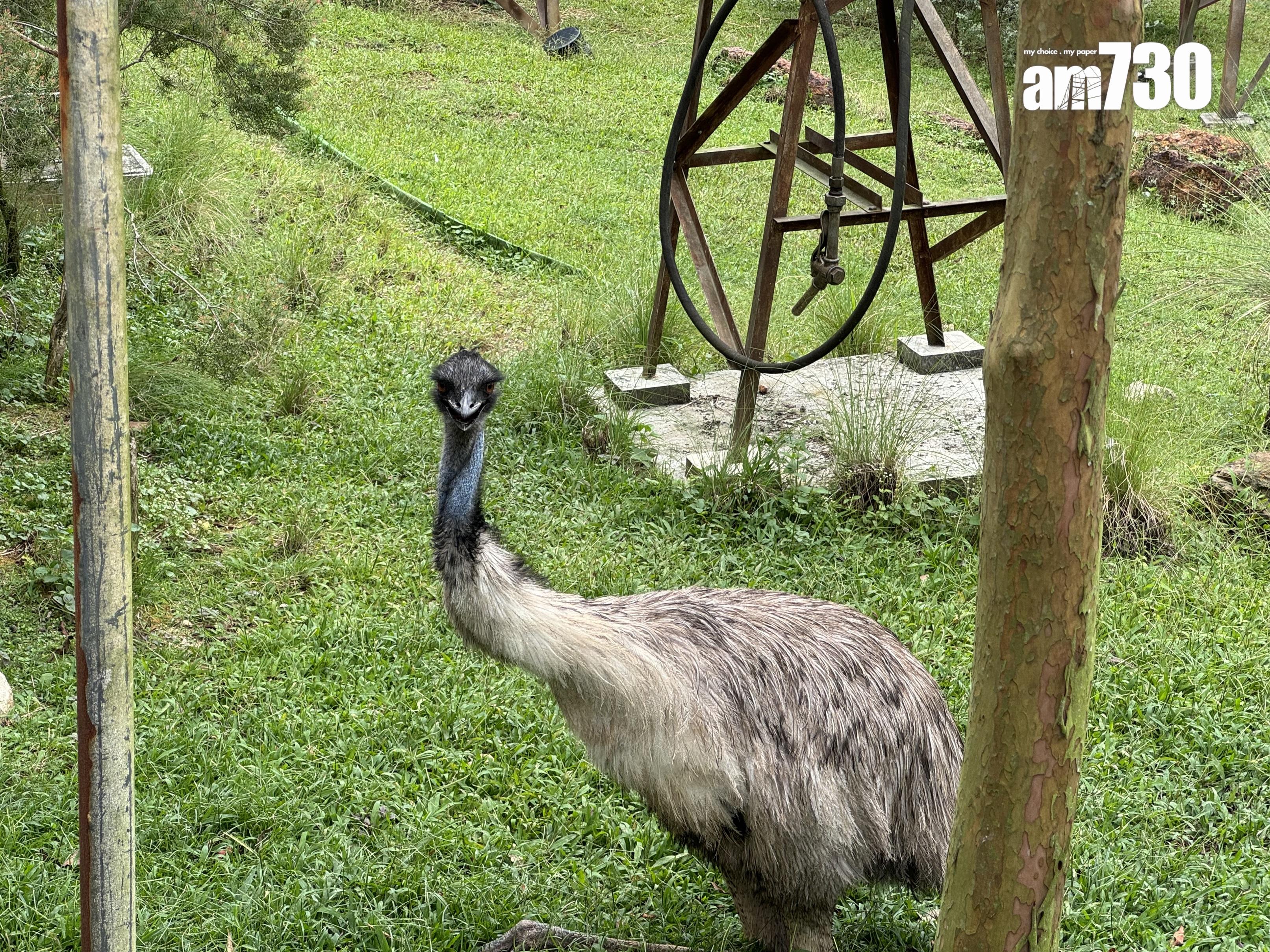 新加坡鳥禽公園Bird Paradise
