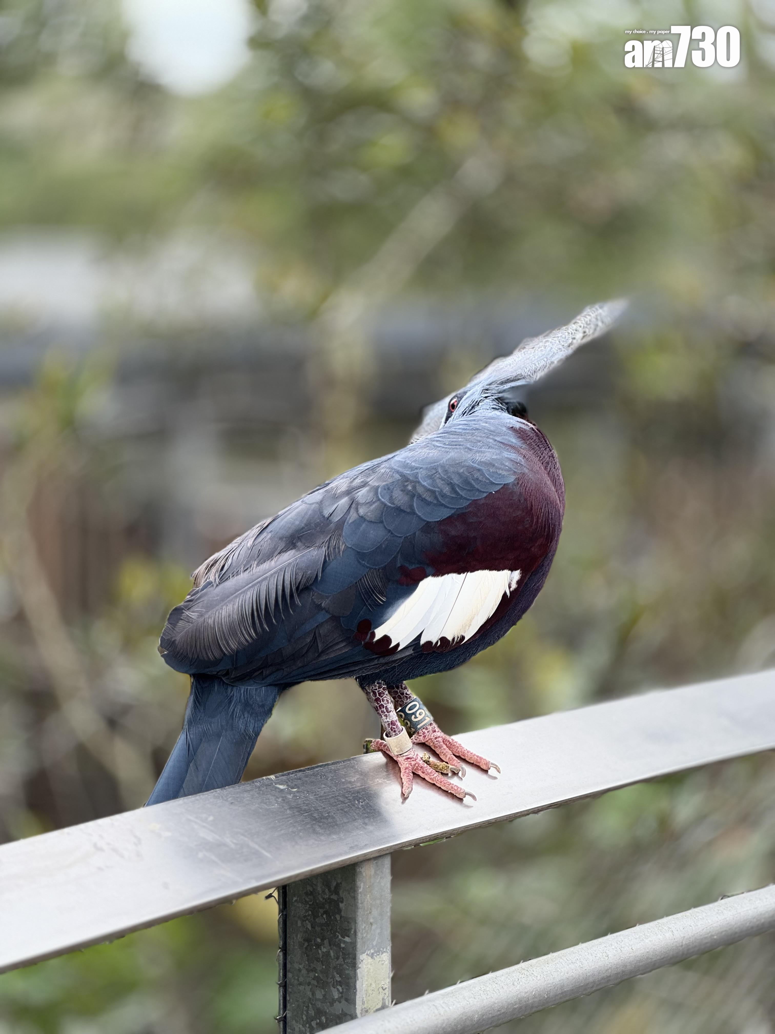 新加坡鳥禽公園Bird Paradise