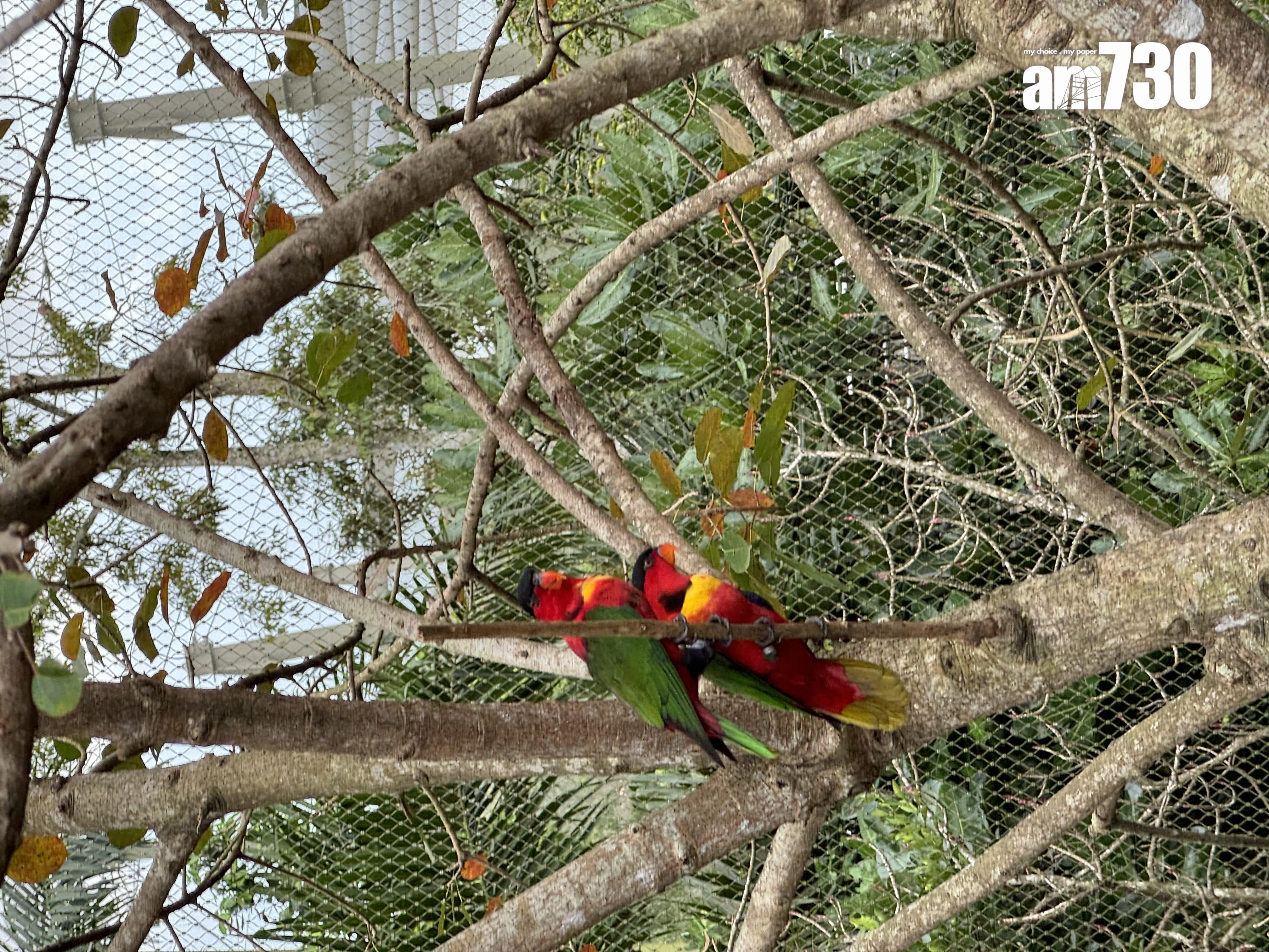新加坡鳥禽公園Bird Paradise