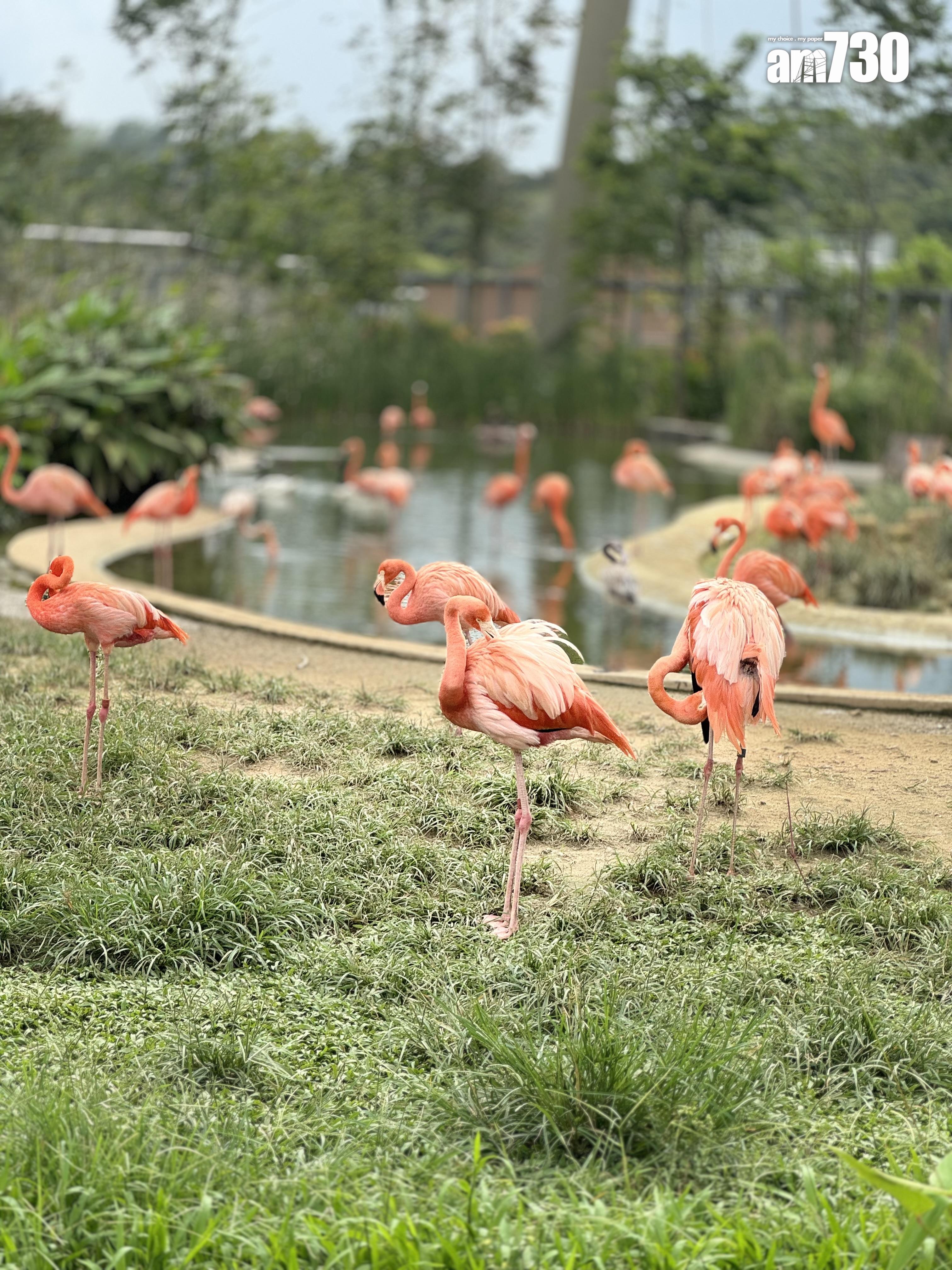 新加坡鳥禽公園Bird Paradise
