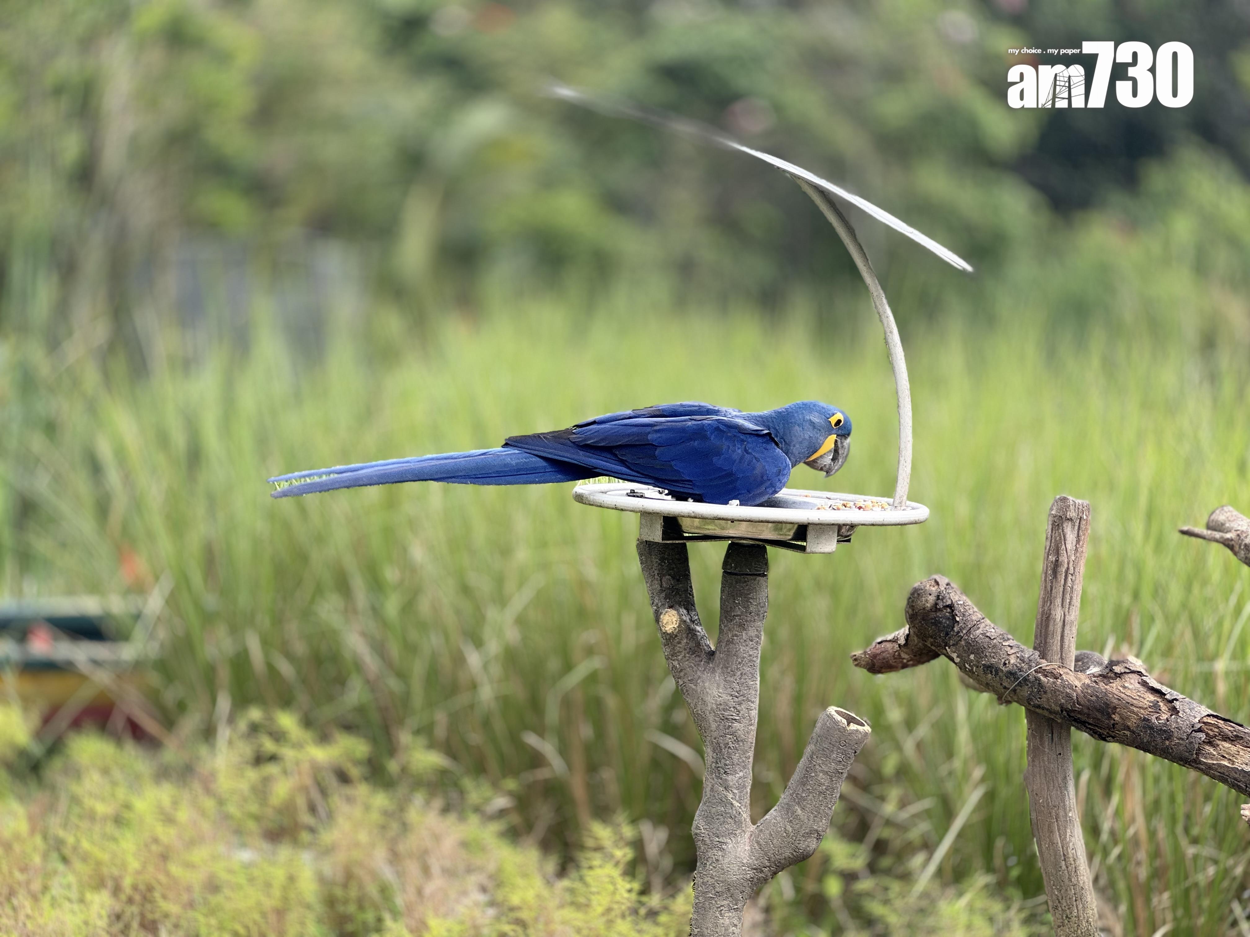 新加坡鳥禽公園Bird Paradise