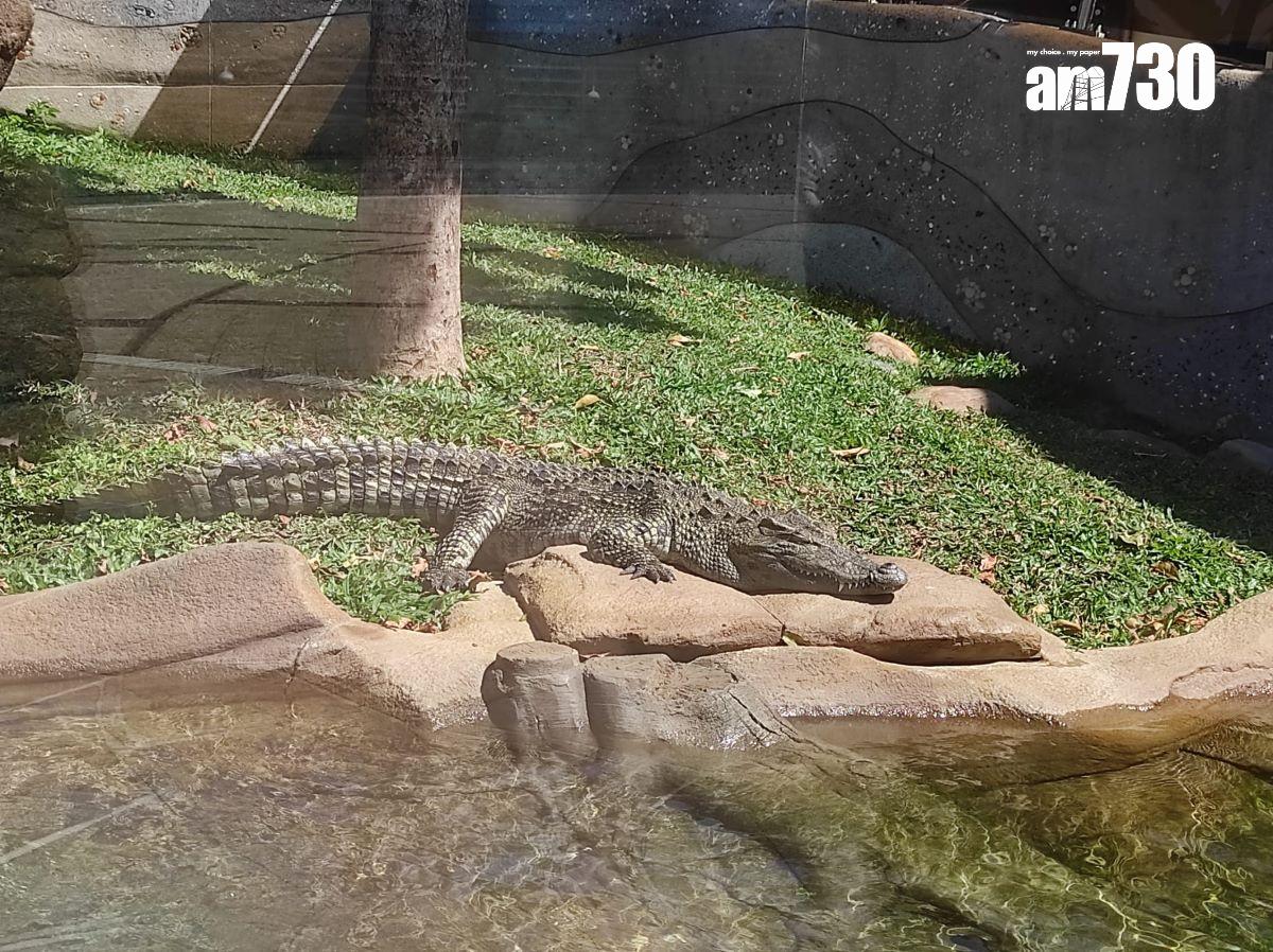 八鄉鱷魚取名「百香果」進駐海洋公園,周六起與公眾見面。(李朗僑攝)
