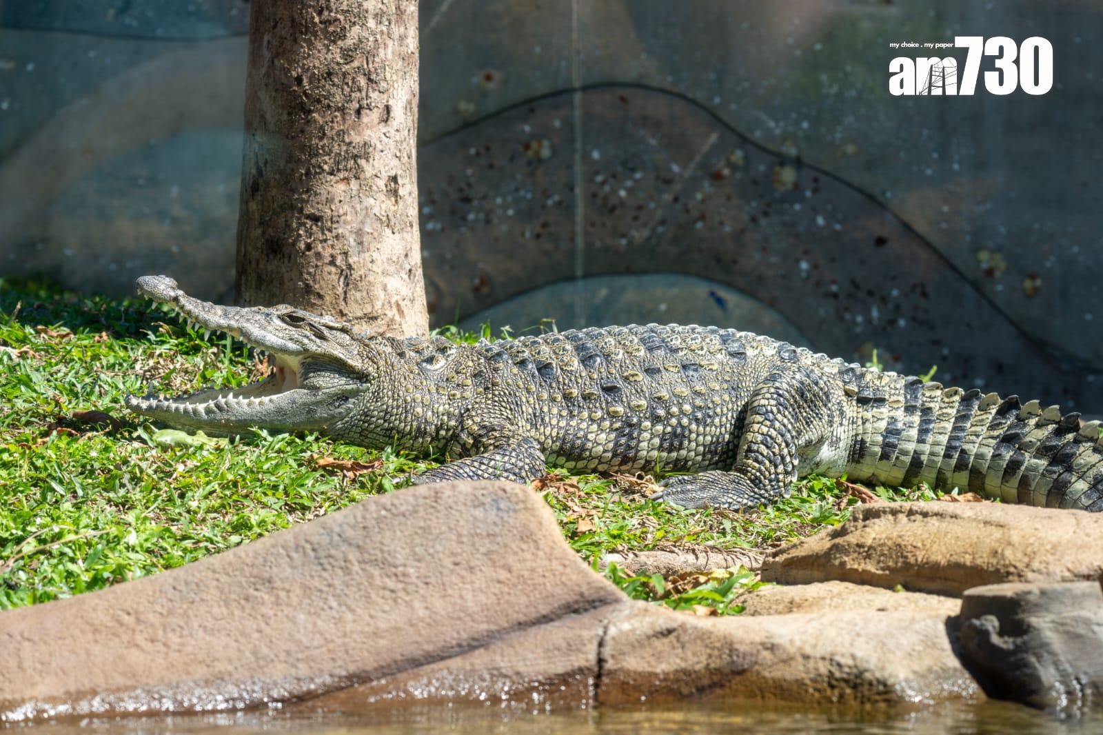 八鄉鱷魚取名「百香果」進駐海洋公園,周六起與公眾見面。(陳奕釗攝)