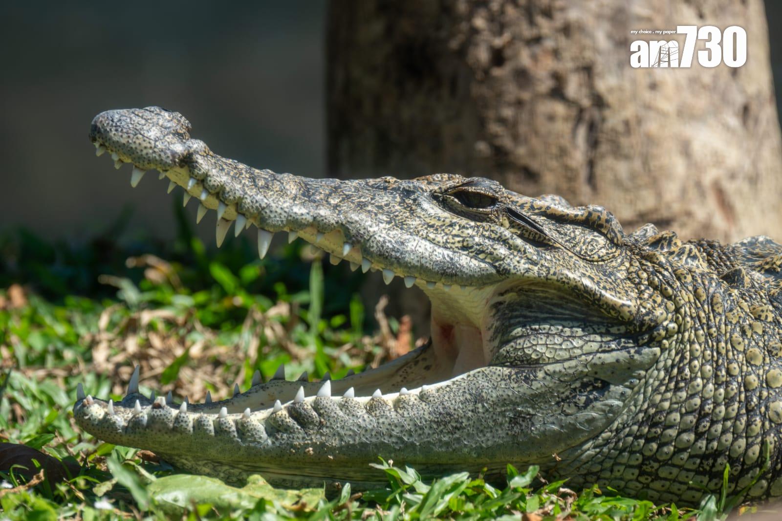 八鄉鱷魚取名「百香果」進駐海洋公園,周六起與公眾見面。(陳奕釗攝)