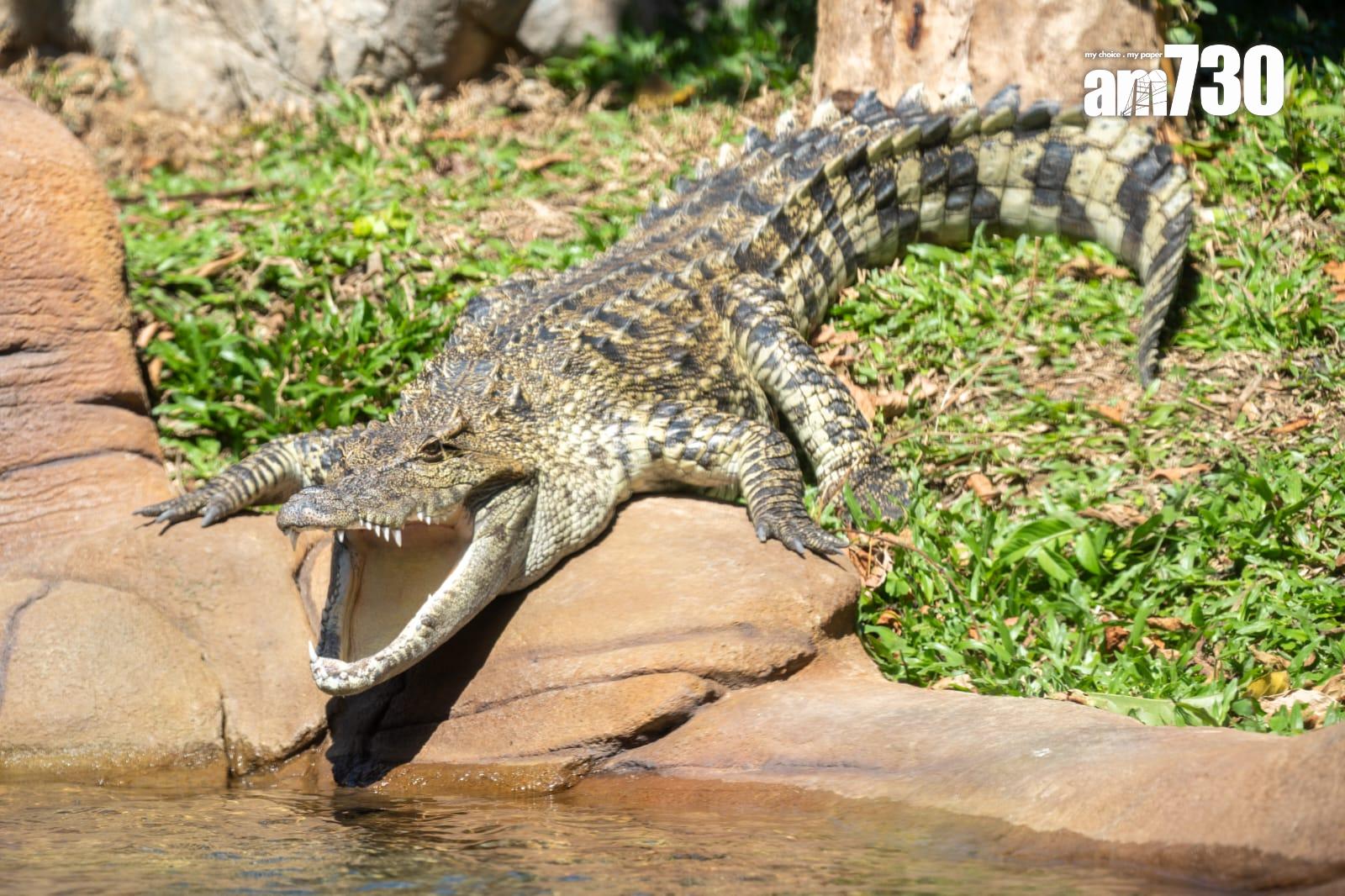 八鄉鱷魚取名「百香果」進駐海洋公園,周六起與公眾見面。(陳奕釗攝)