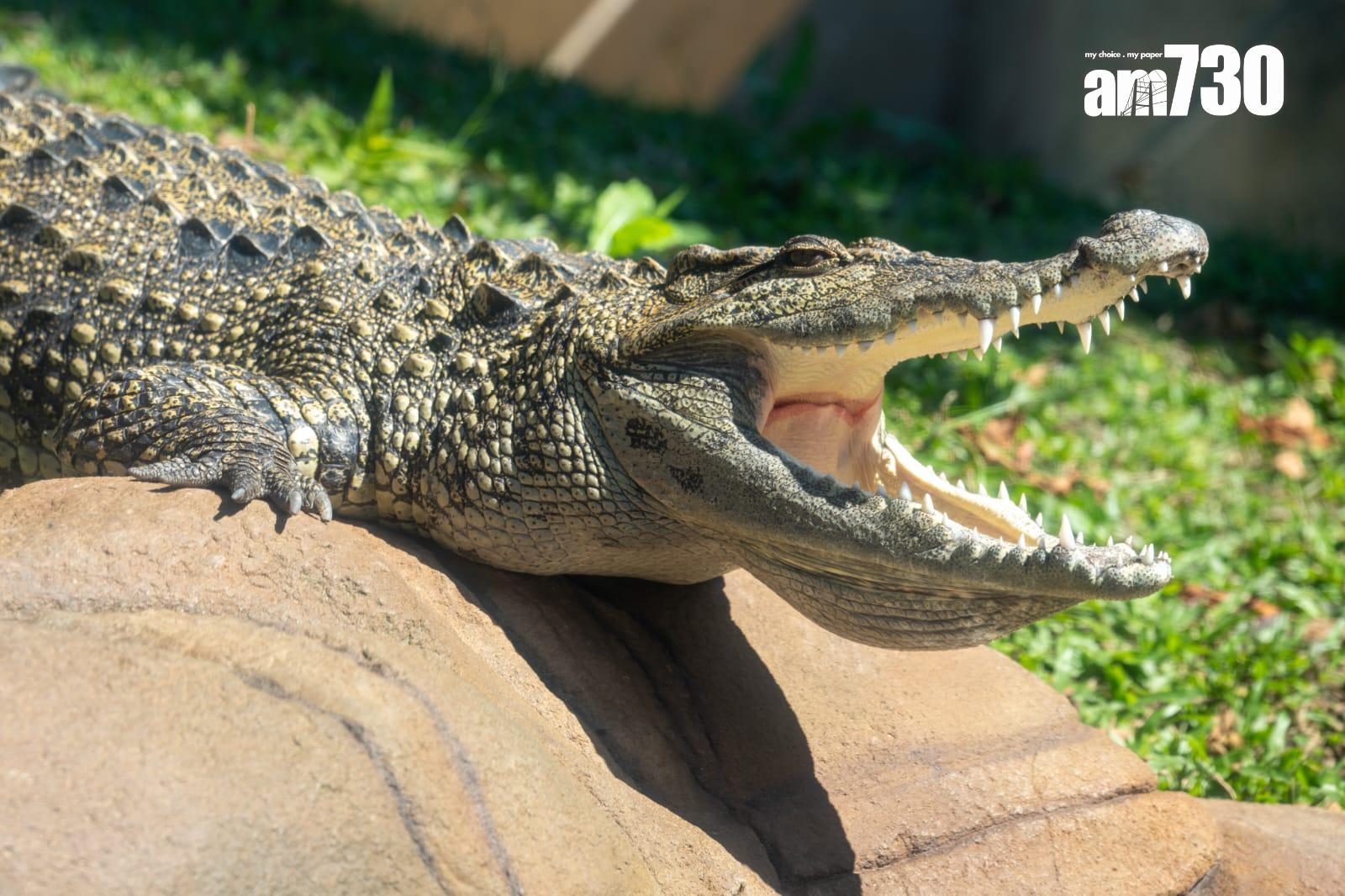八鄉鱷魚取名「百香果」進駐海洋公園,周六起與公眾見面。(陳奕釗攝)
