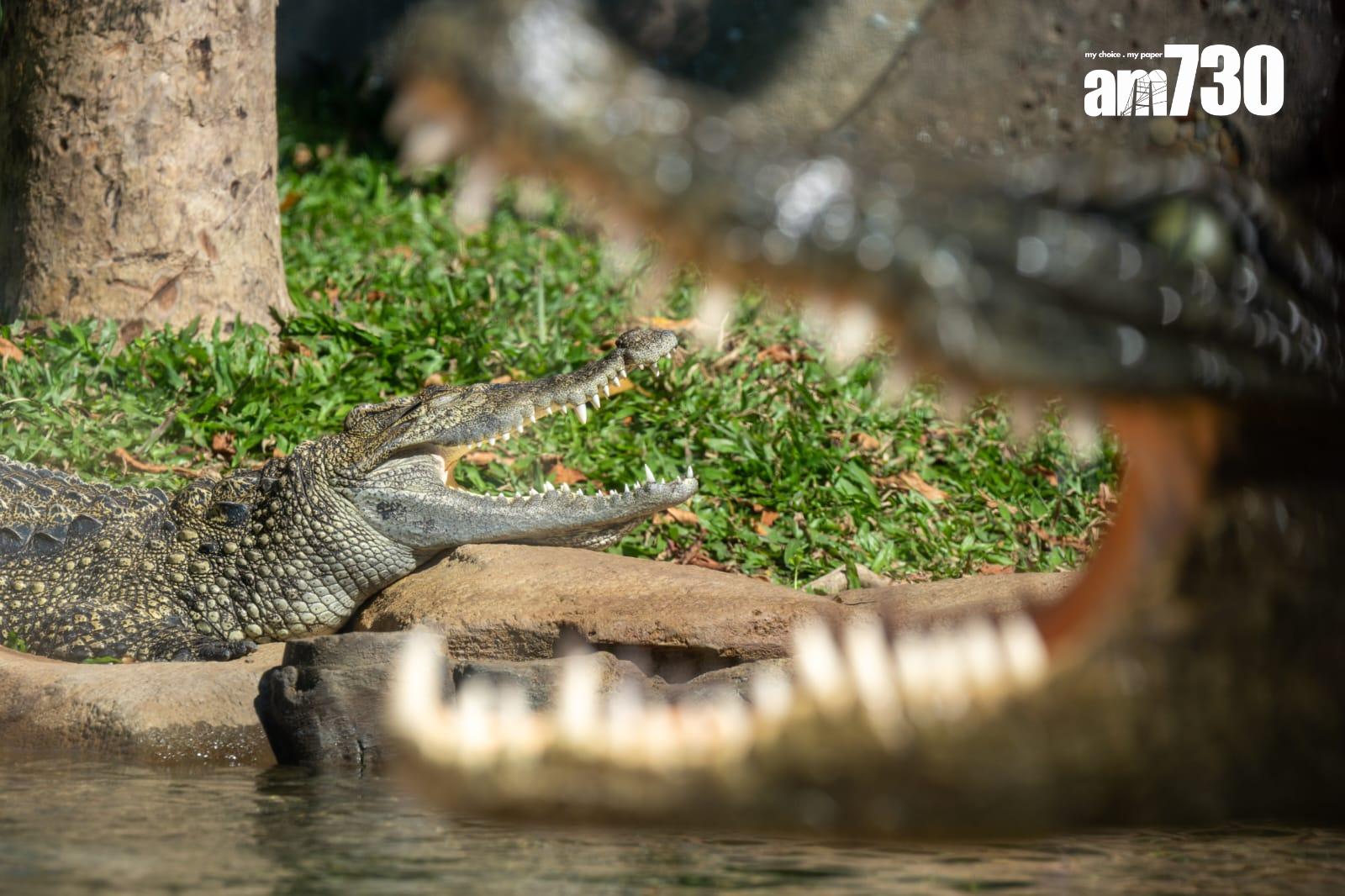 八鄉鱷魚取名「百香果」進駐海洋公園,周六起與公眾見面。(陳奕釗攝)