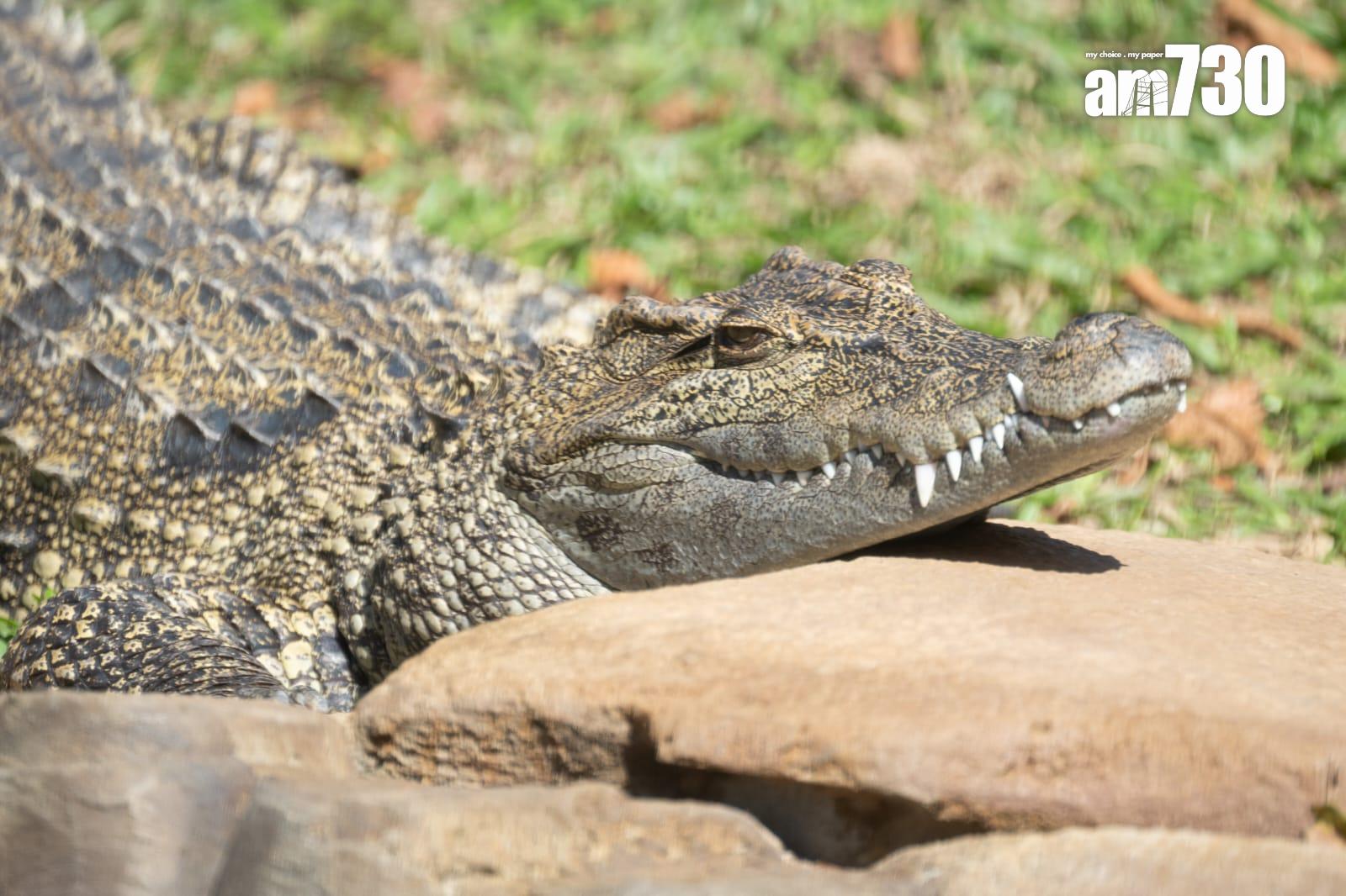 八鄉鱷魚取名「百香果」進駐海洋公園,周六起與公眾見面。(陳奕釗攝)